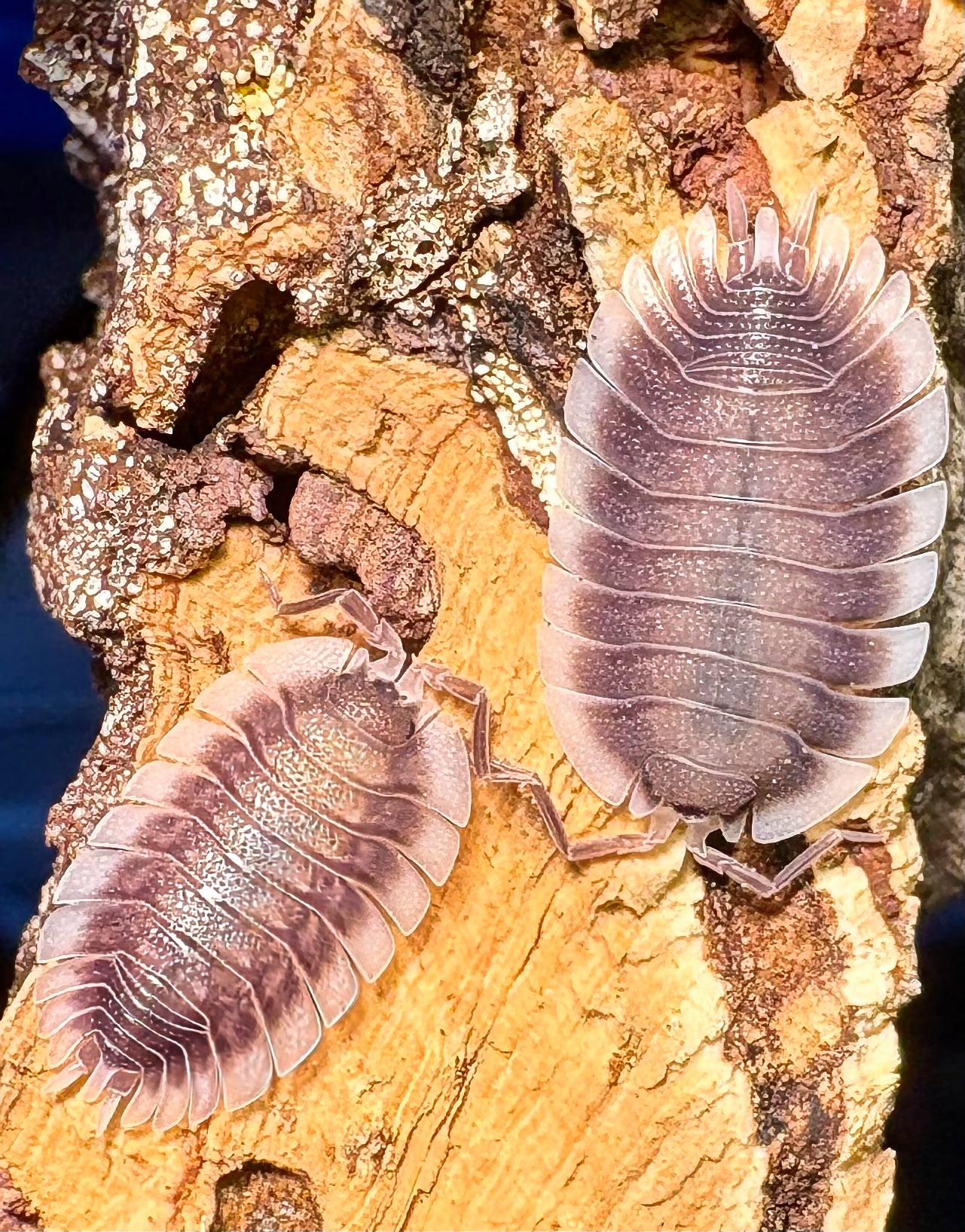 Porcellio werneri