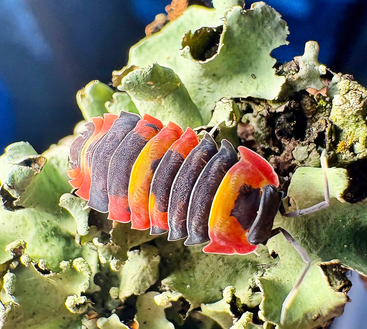 Ardentiella sp "Blister Fire"