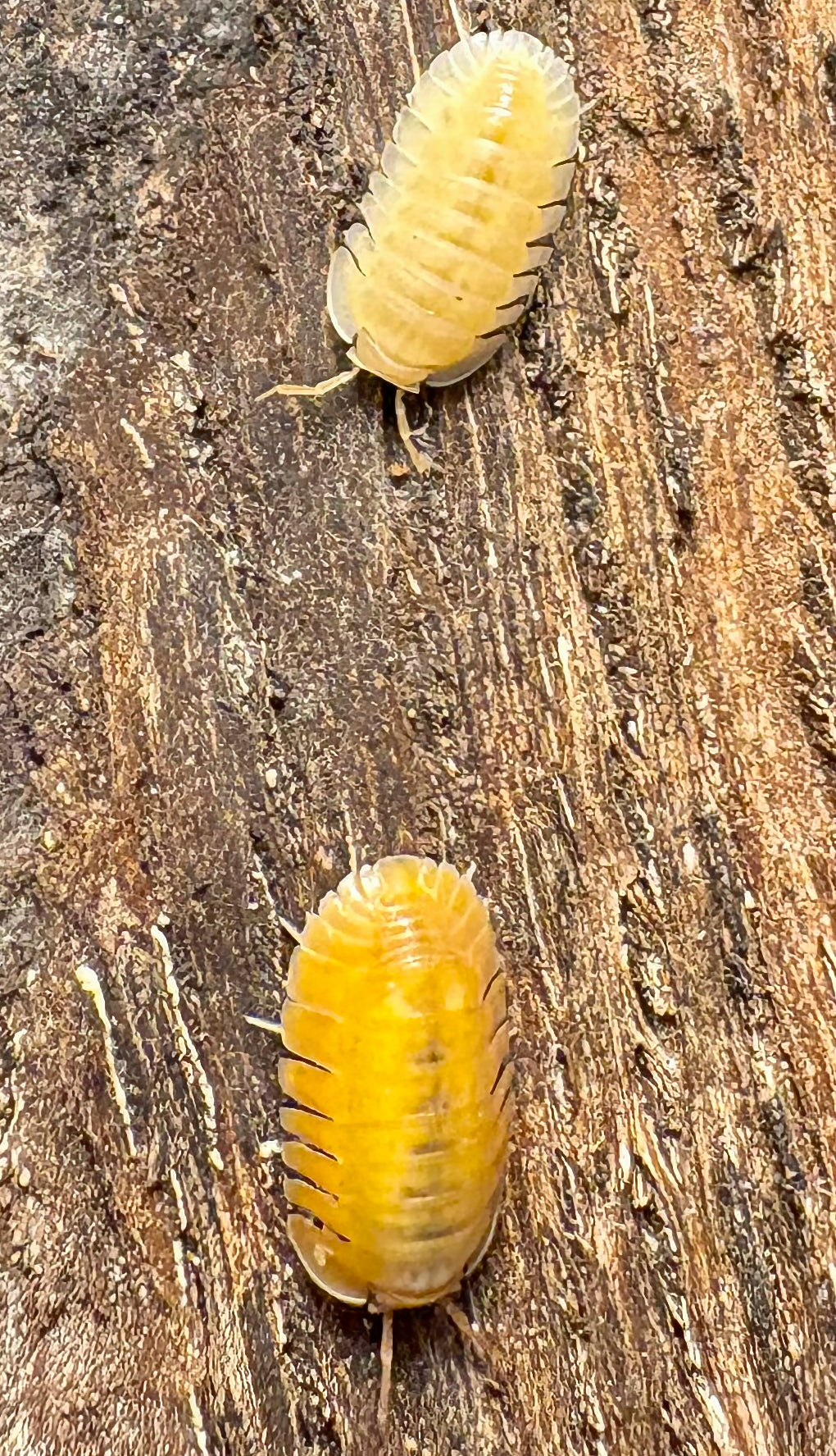 Cubaris sp "Orange Freezy"