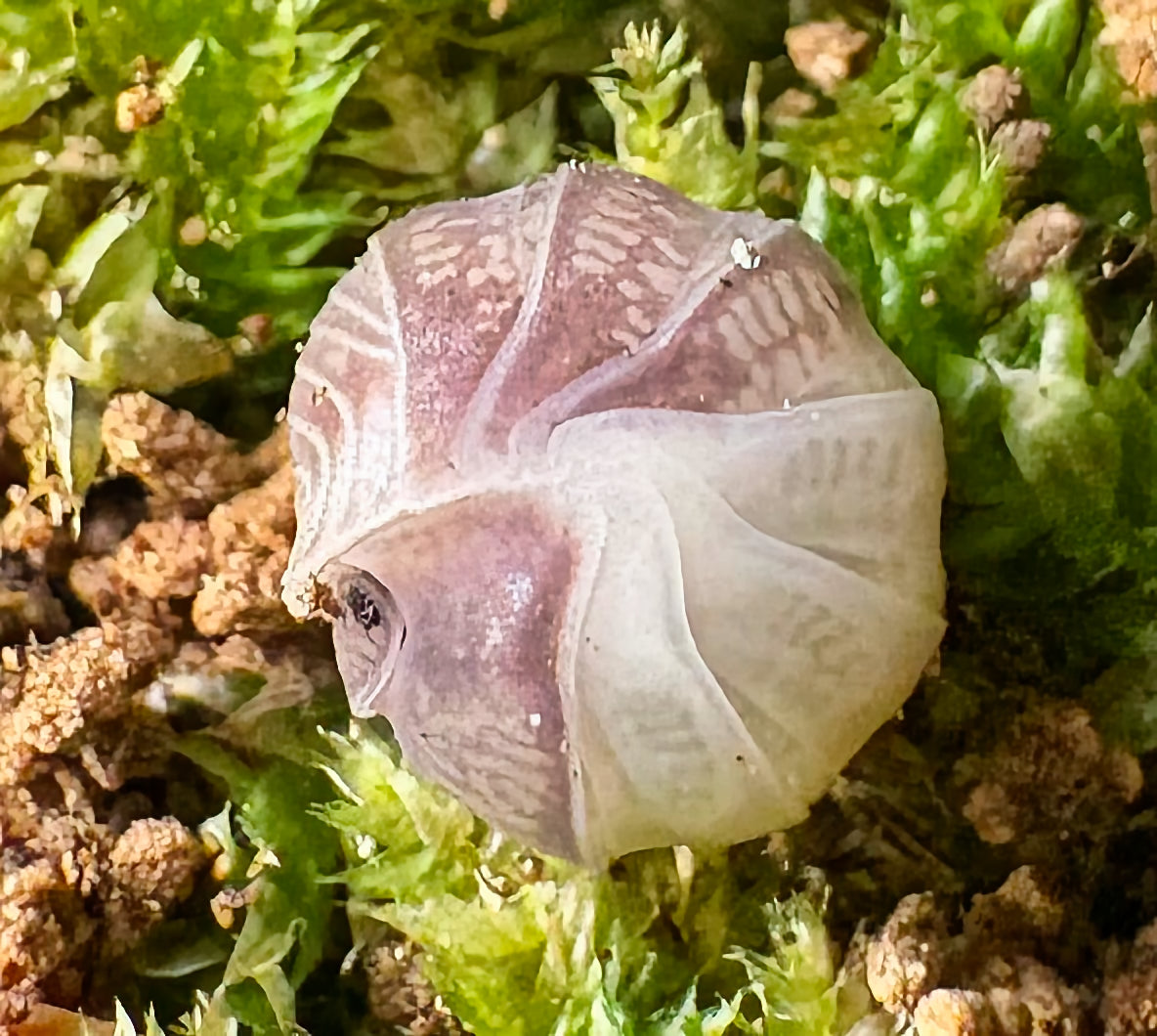 Cubaris sp "Panda King"