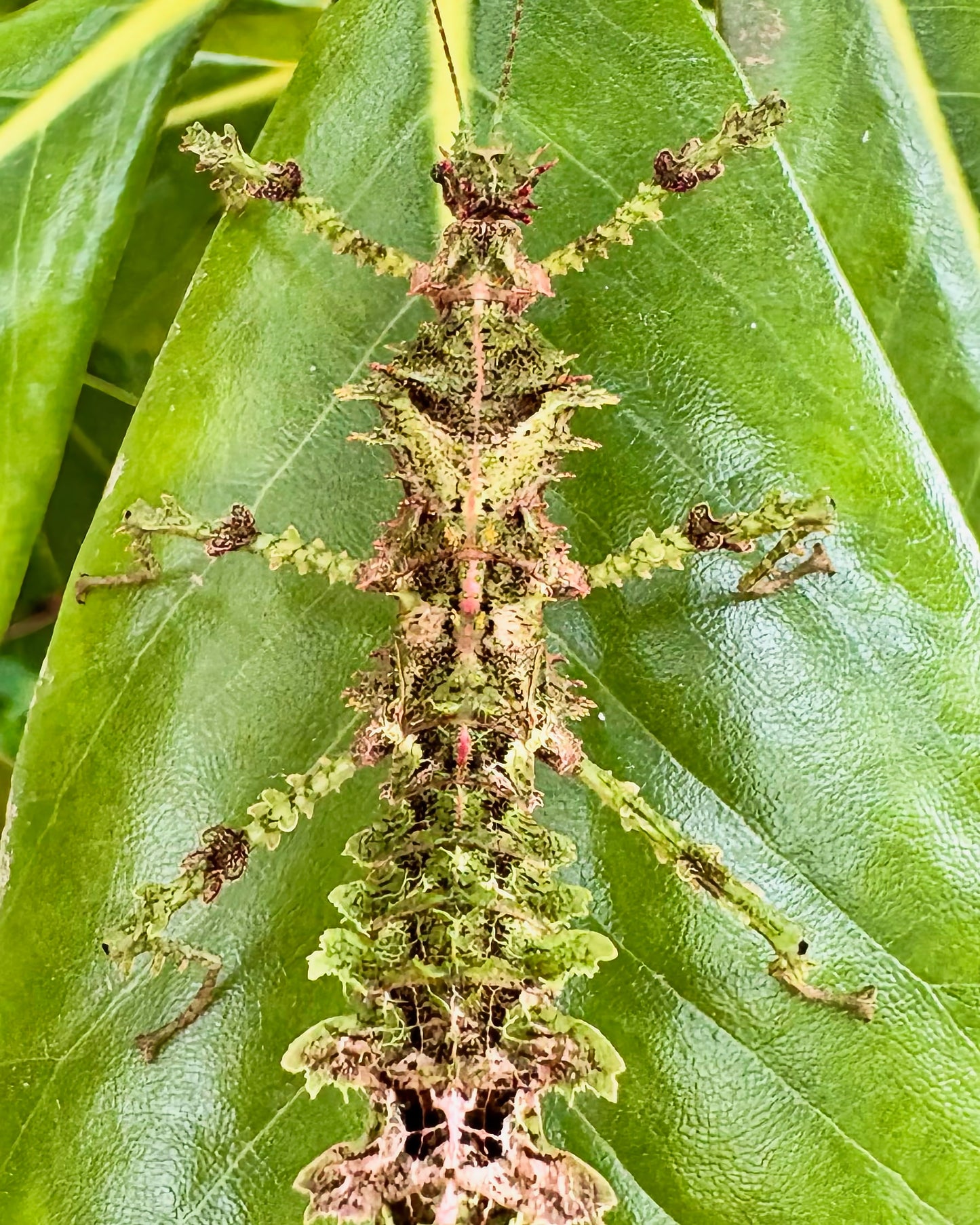 Taraxippus samarae "Siquirres" Nymphs