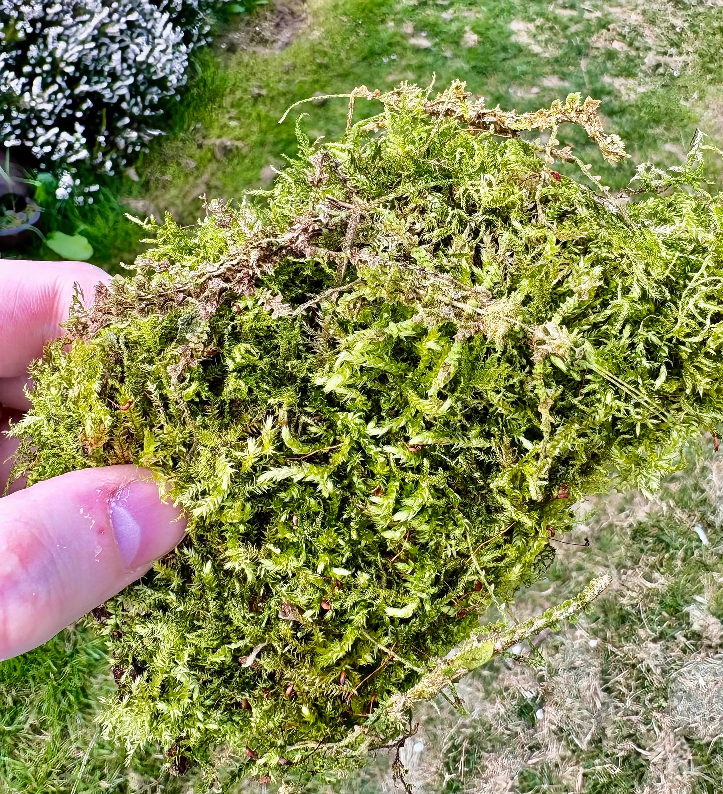 Taraxippus samarae "Siquirres" Nymphs