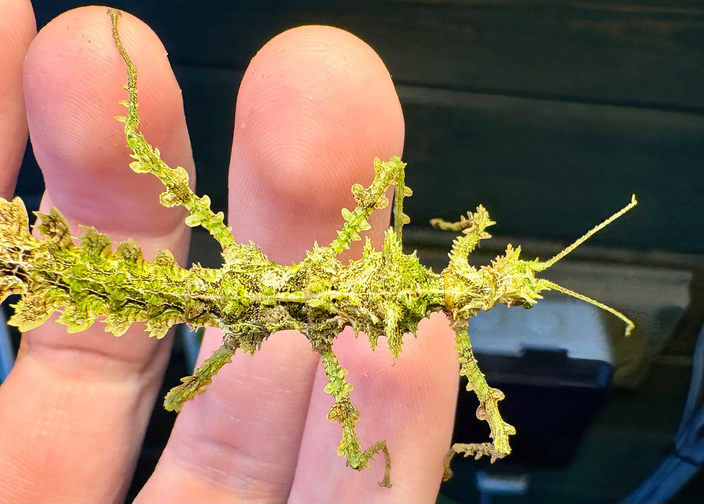 Taraxippus samarae "Siquirres" Nymphs