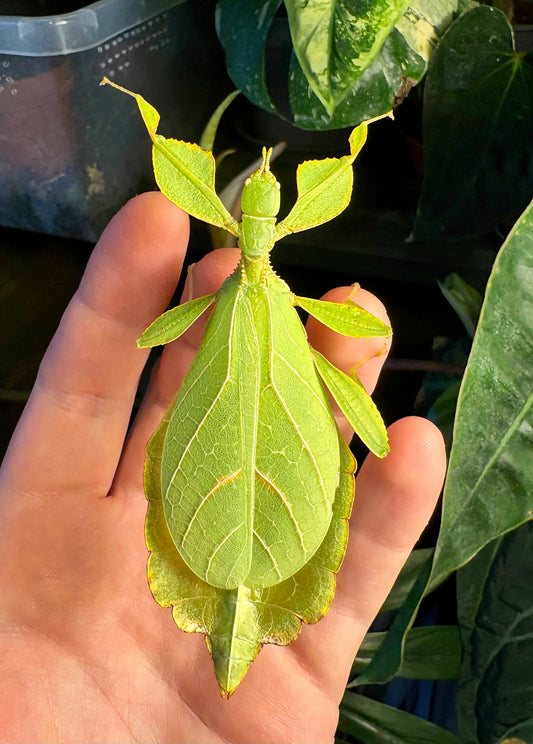 Phyllium philippinicum Nymphs