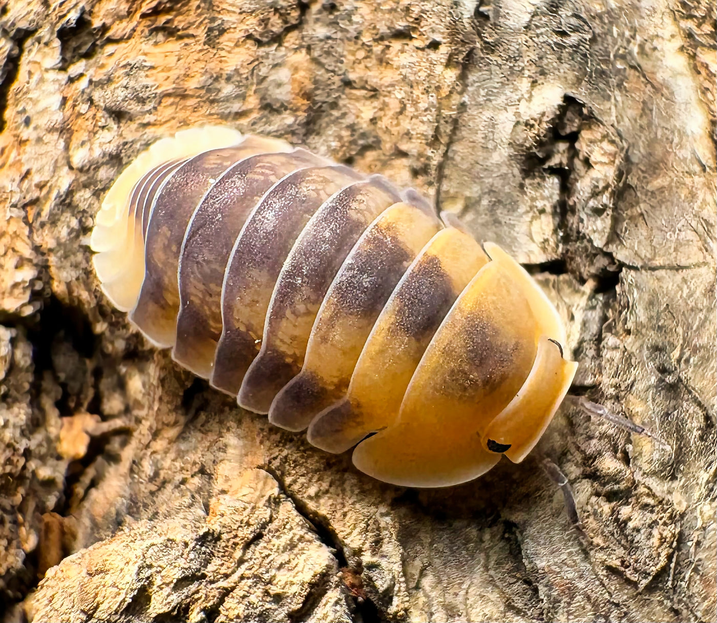 Cubaris sp "Siberian Tiger"