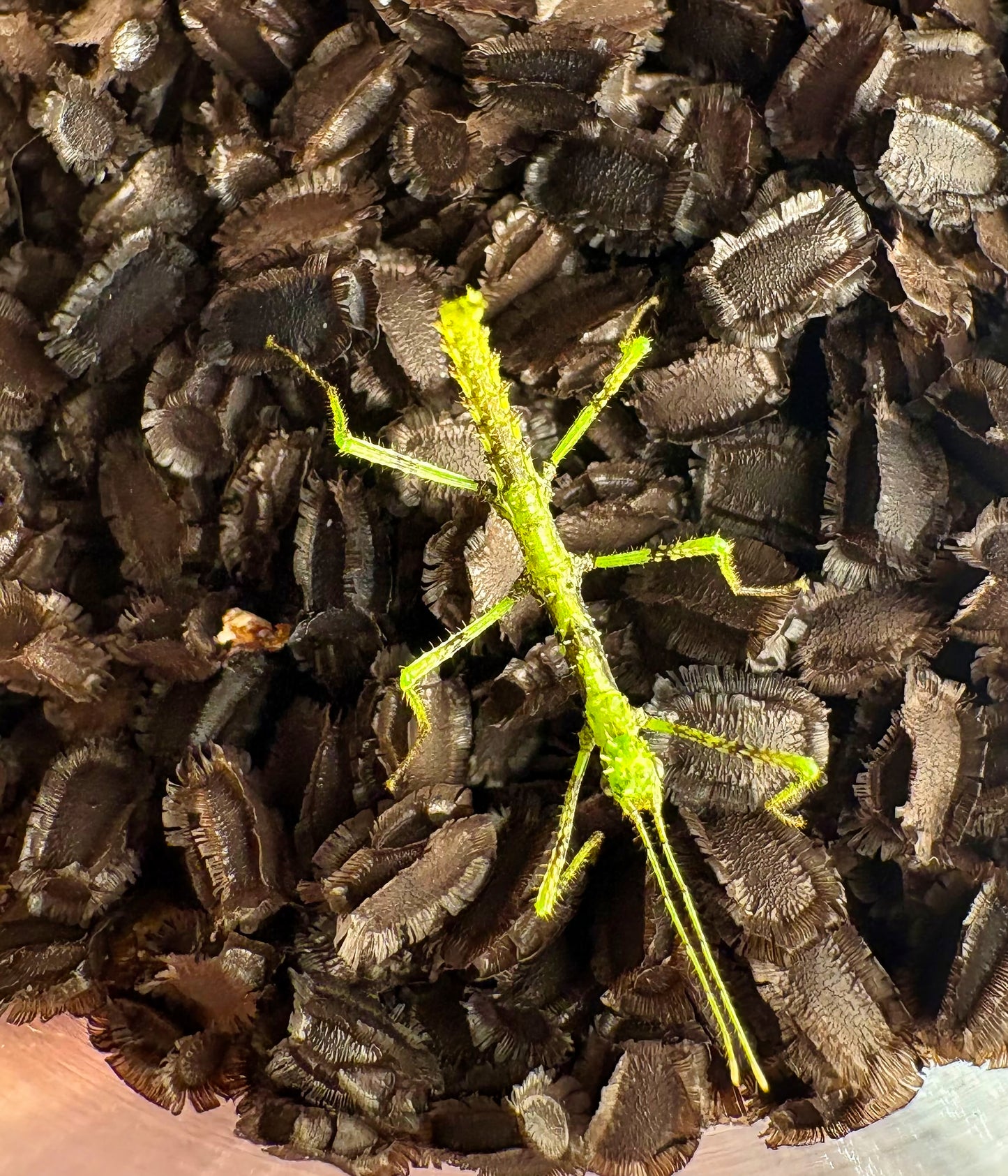Taraxippus samarae "Siquirres" Nymphs
