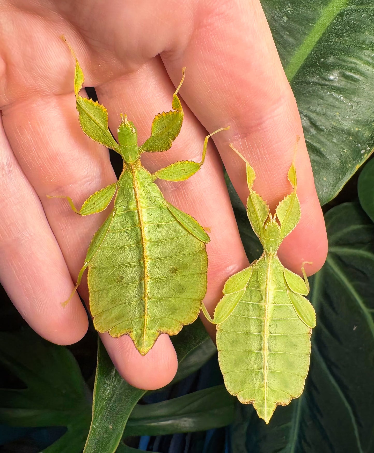 Phyllium philippinicum Nymphs