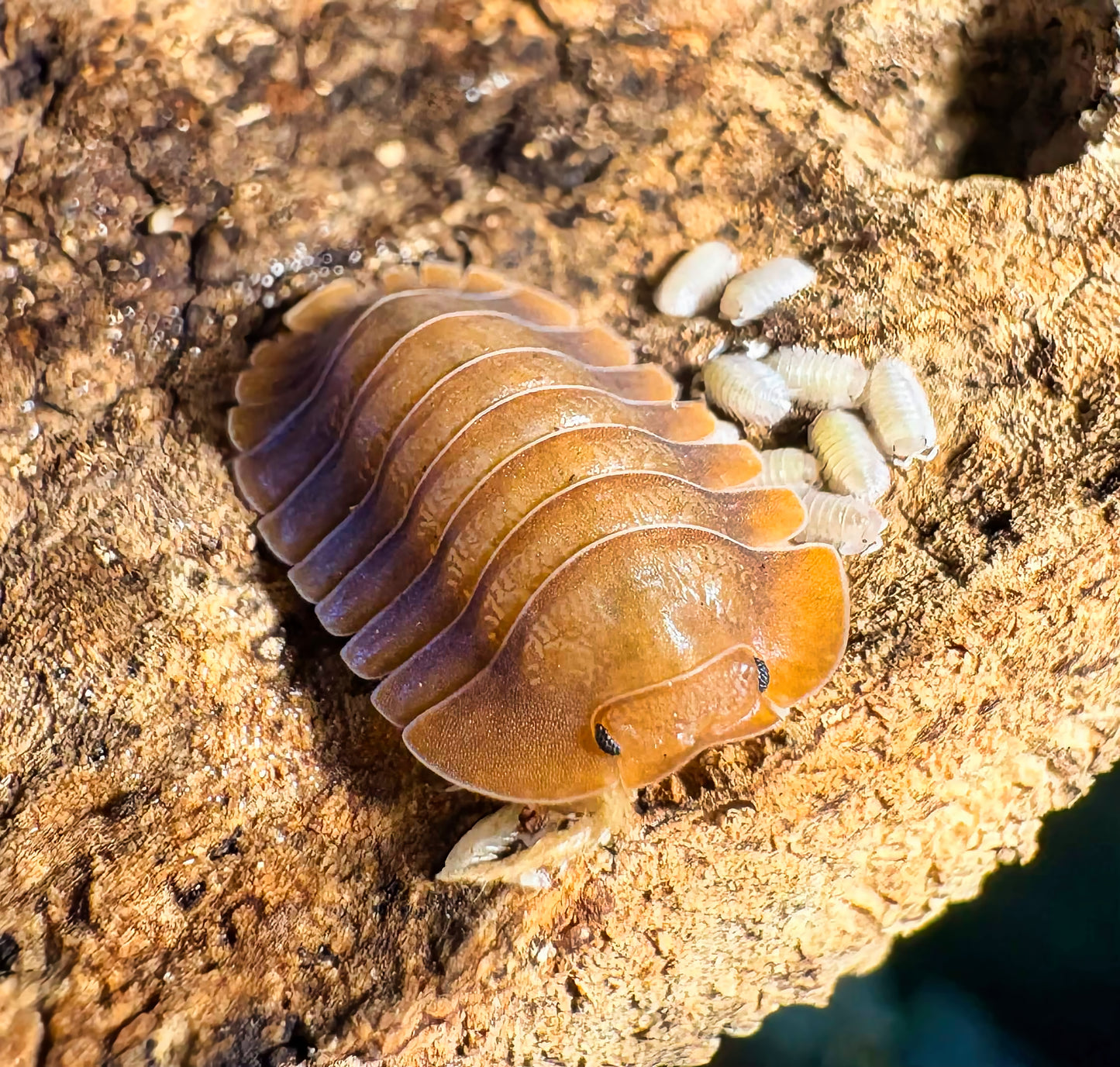 Troglodillo sp "Vex"