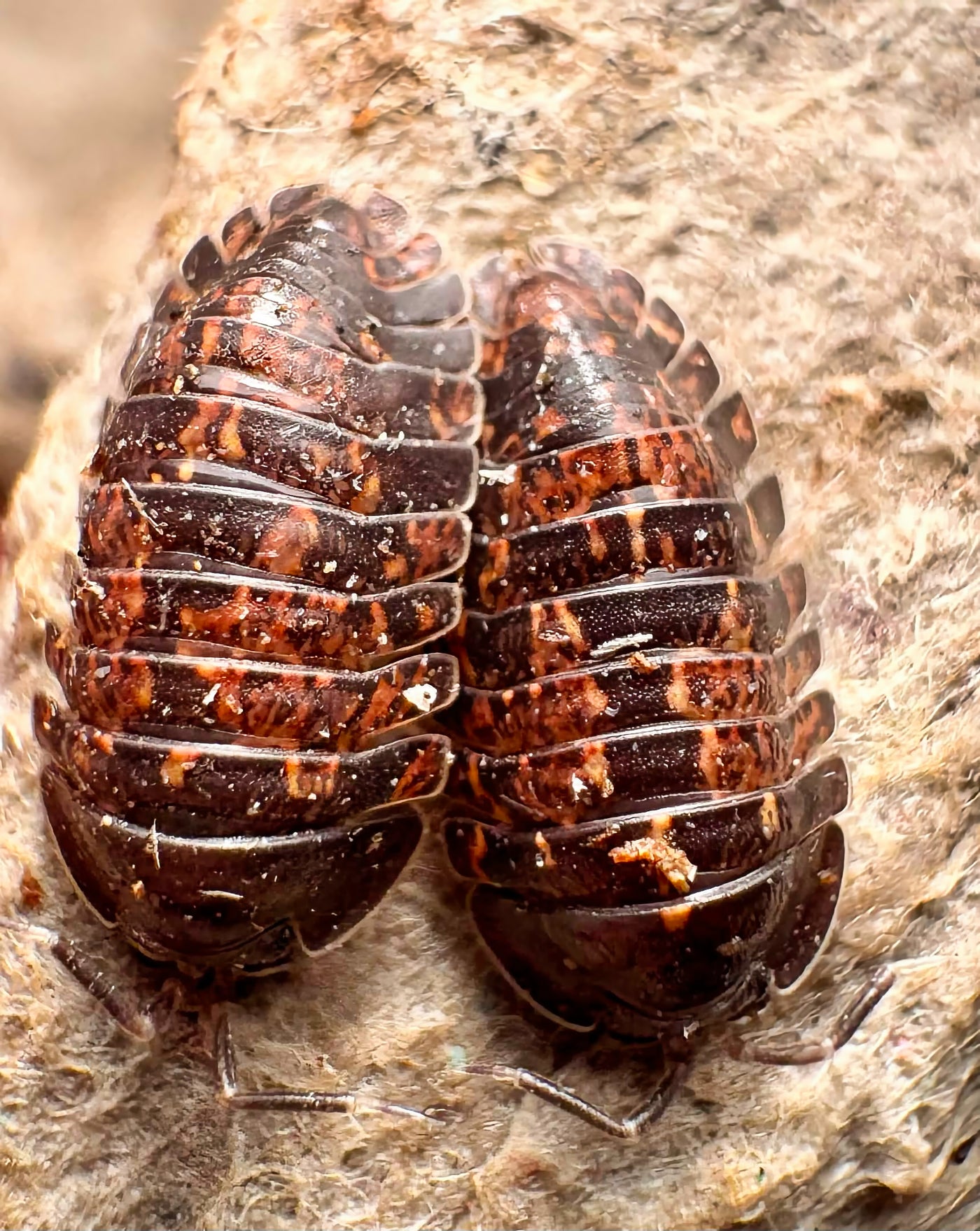Adinda sp "Ember Fire"