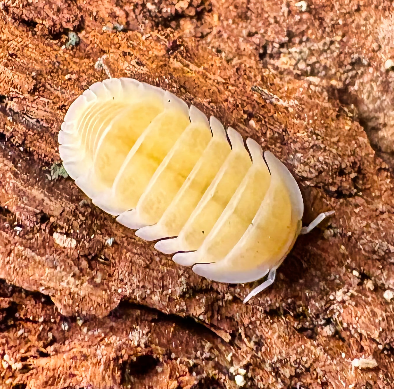 Cubaris sp "Frosty Jupiter"
