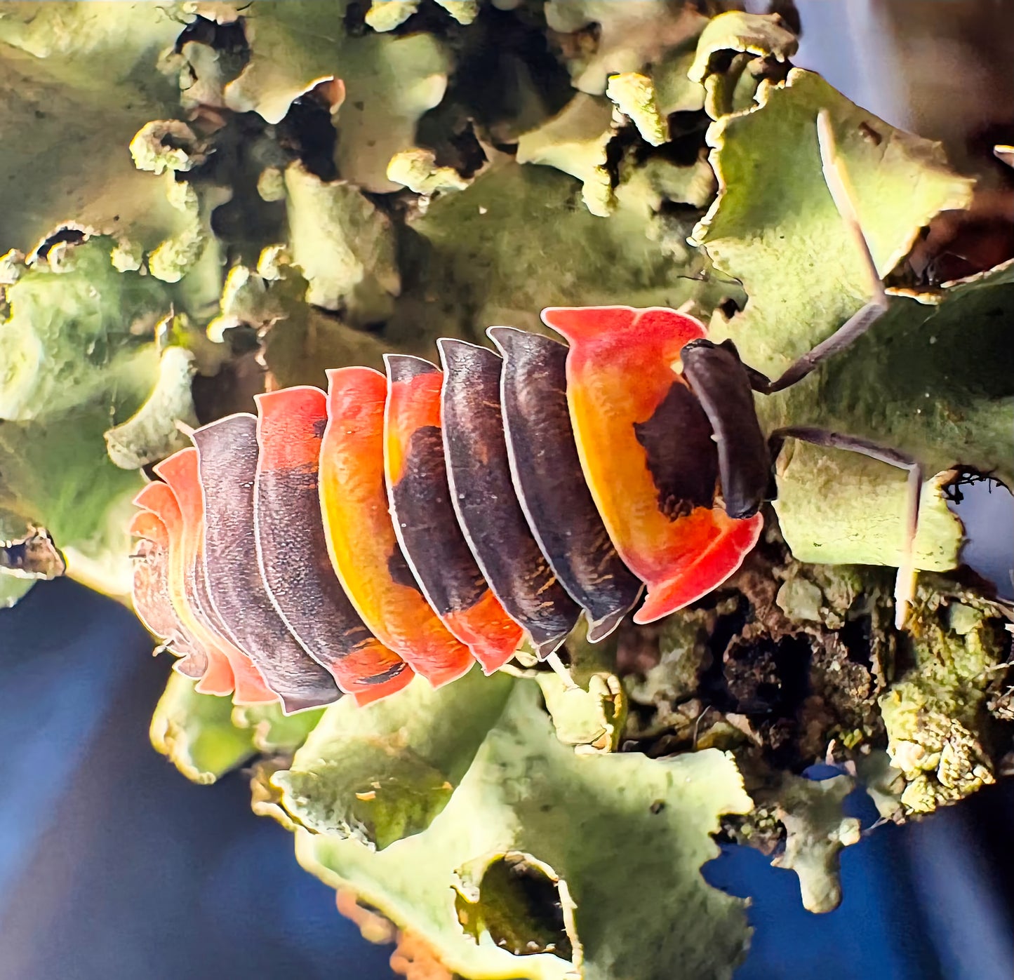 Ardentiella sp "Blister Fire"