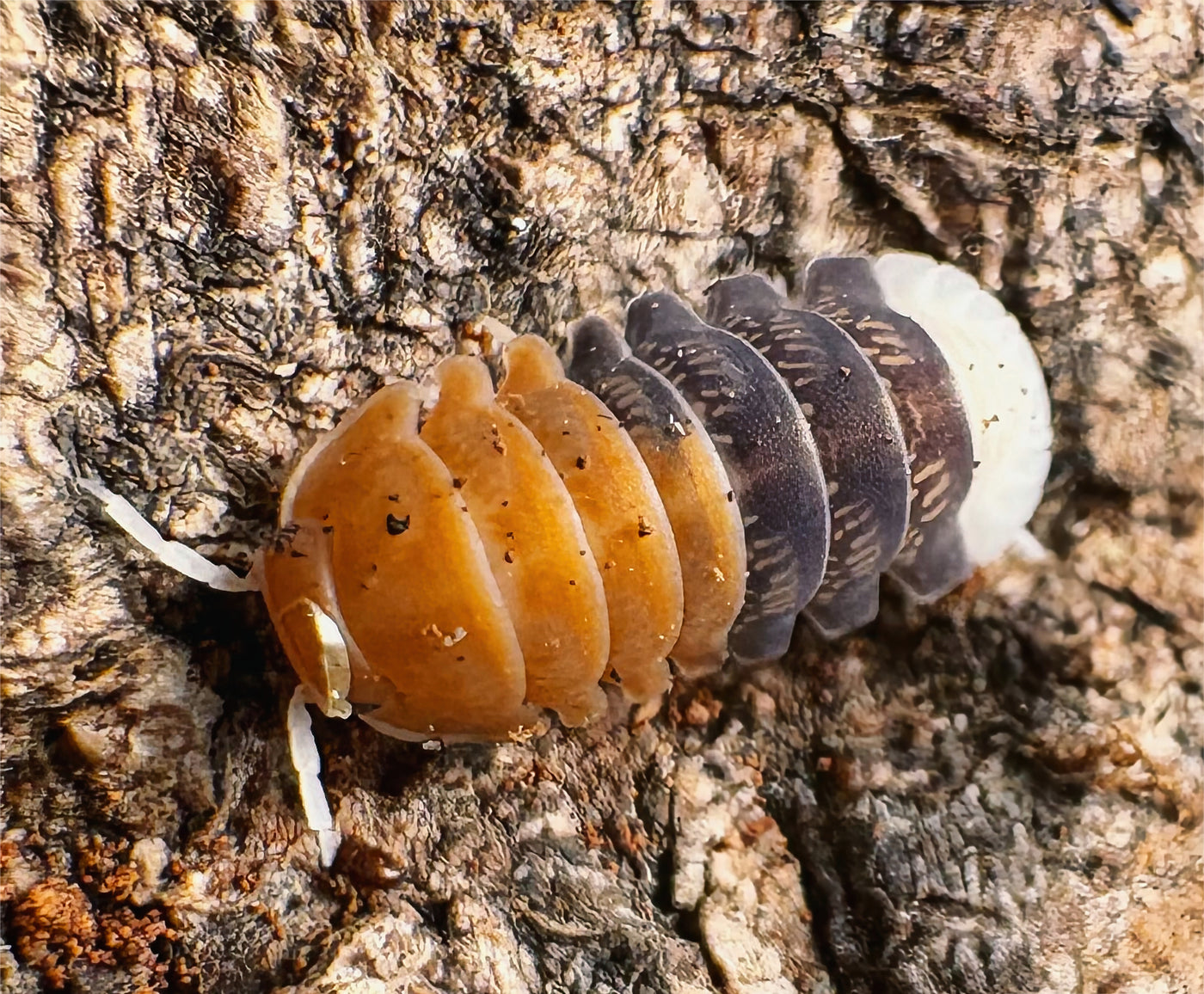 Cubaris sp "Daxin Tricolor"