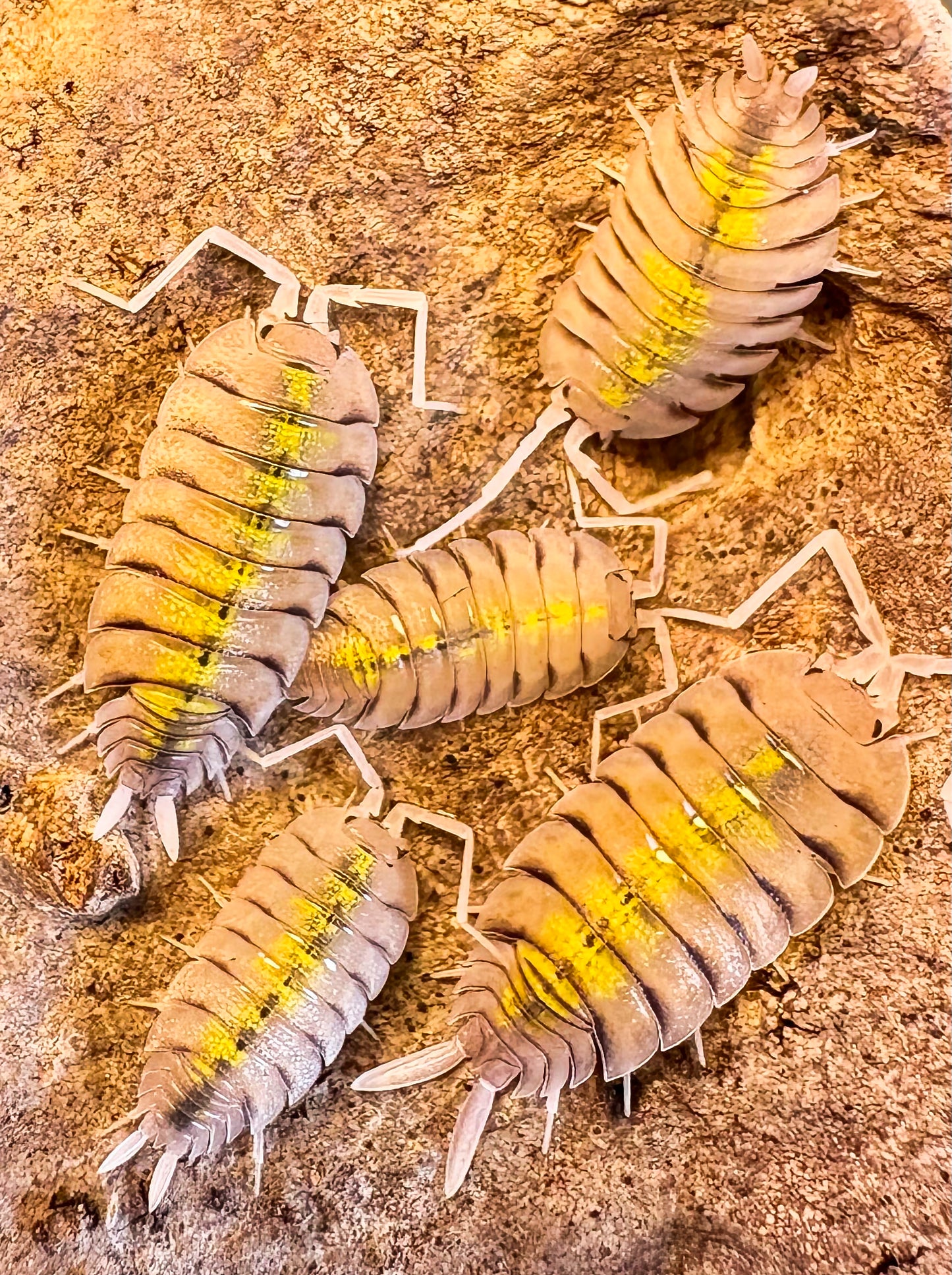 Porcellio bolivari "Yellow Ghost"