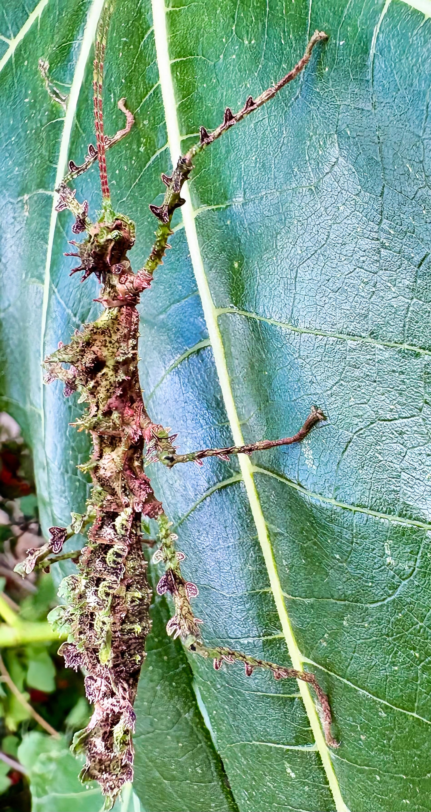 Taraxippus samarae "Siquirres" Nymphs