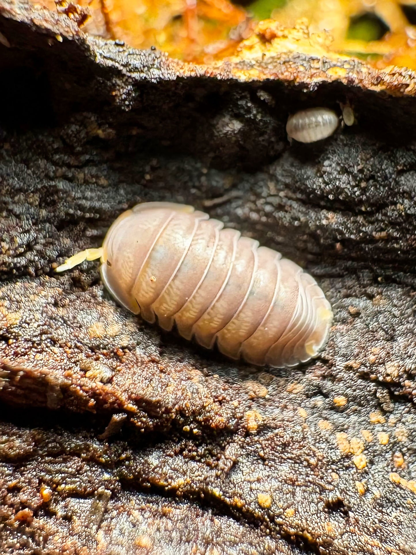 Cubaris sp "Piggy"