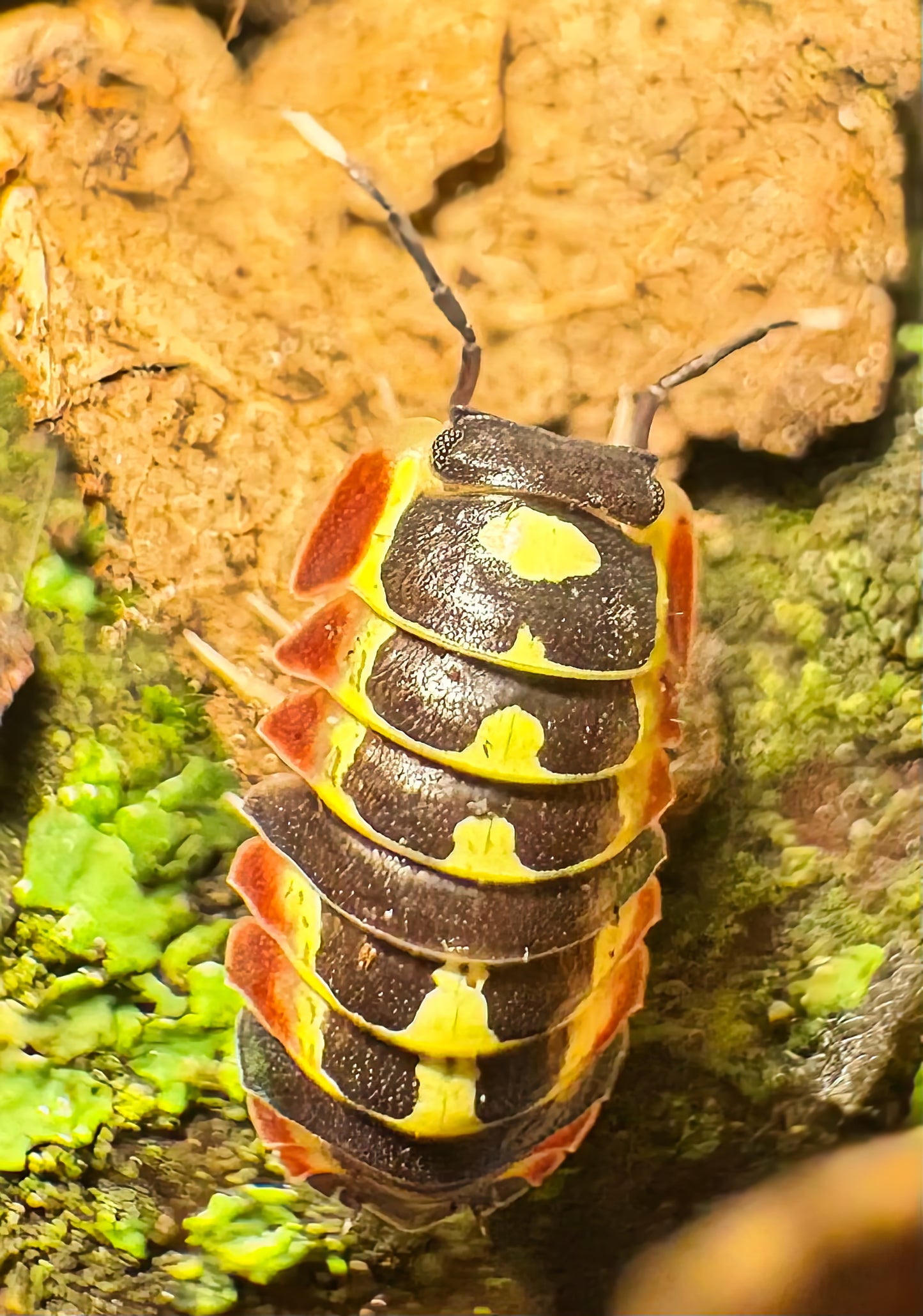Ardentiella sp "Red Diablo"