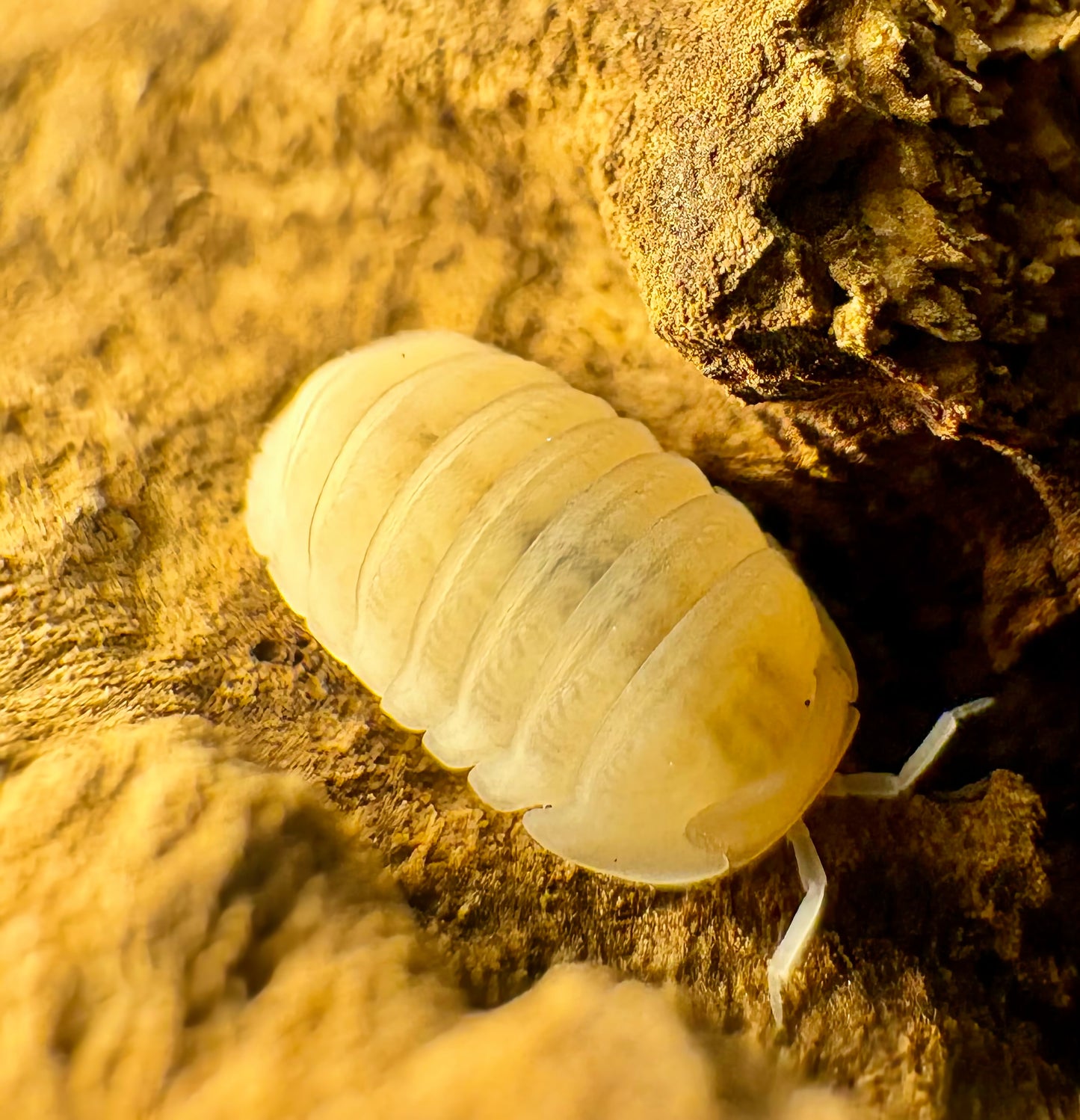 Cubaris sp "Murina Glacier"