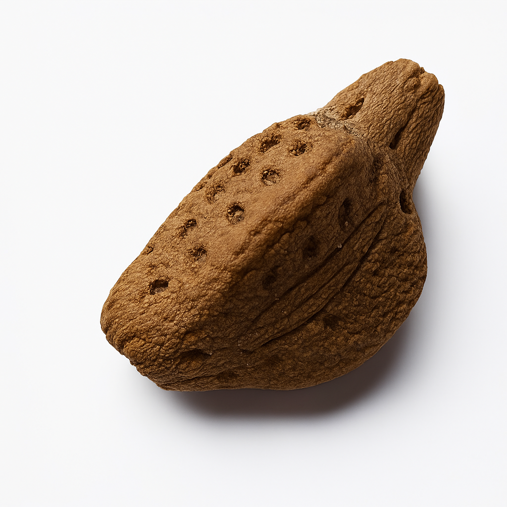 Pulchriphyllium giganteum "Taph Hills" Eggs