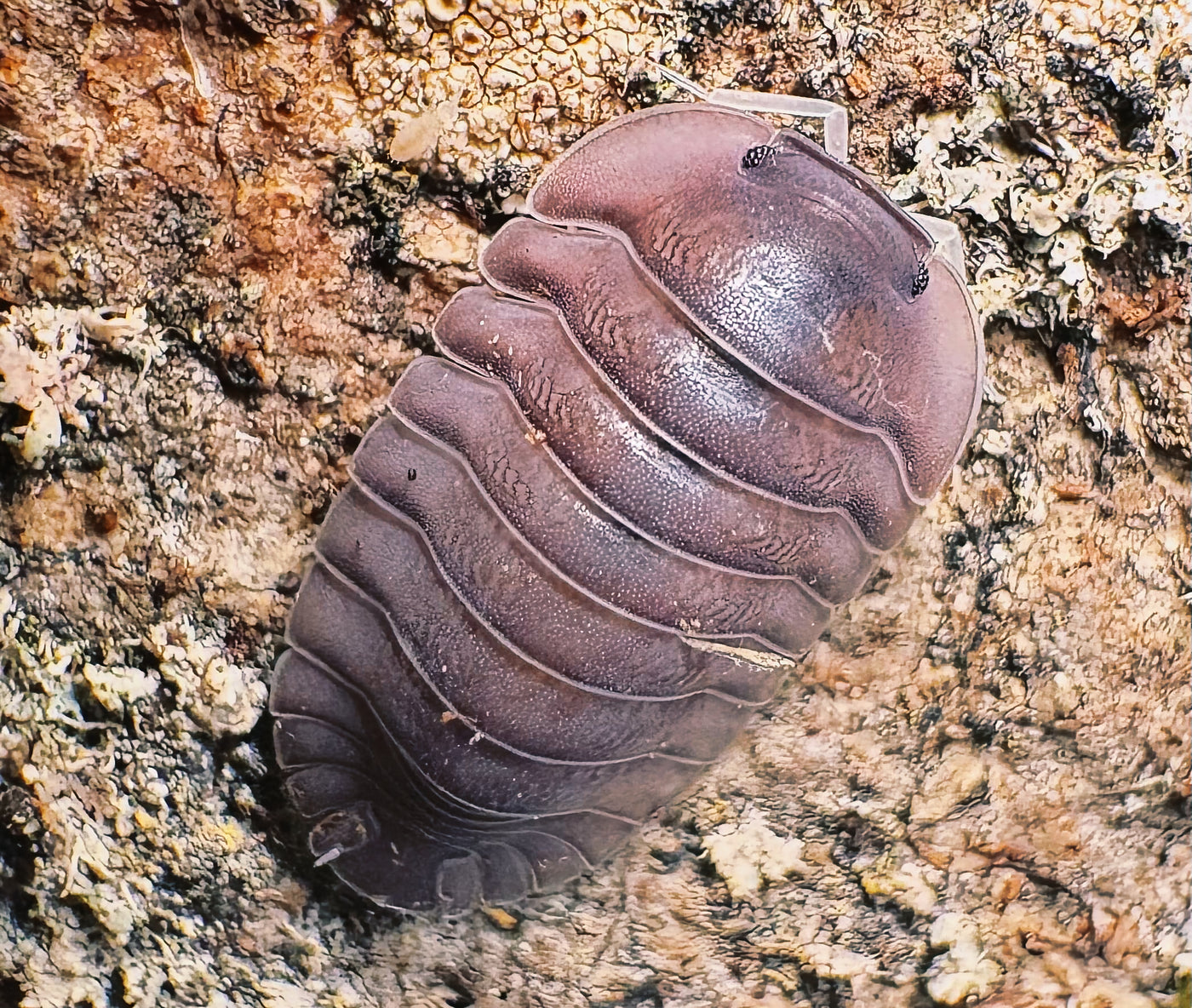 Cubaris sp "Giant Purple"