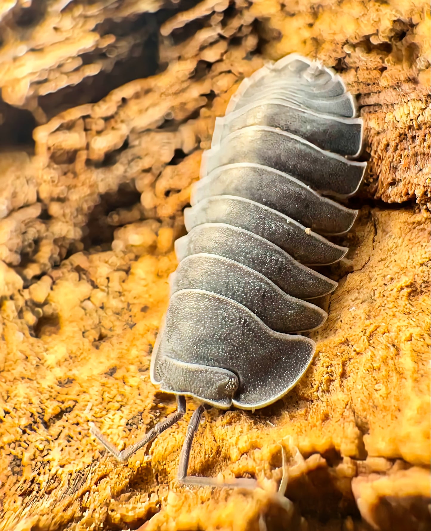 Ardentiella sp "Black Hole"