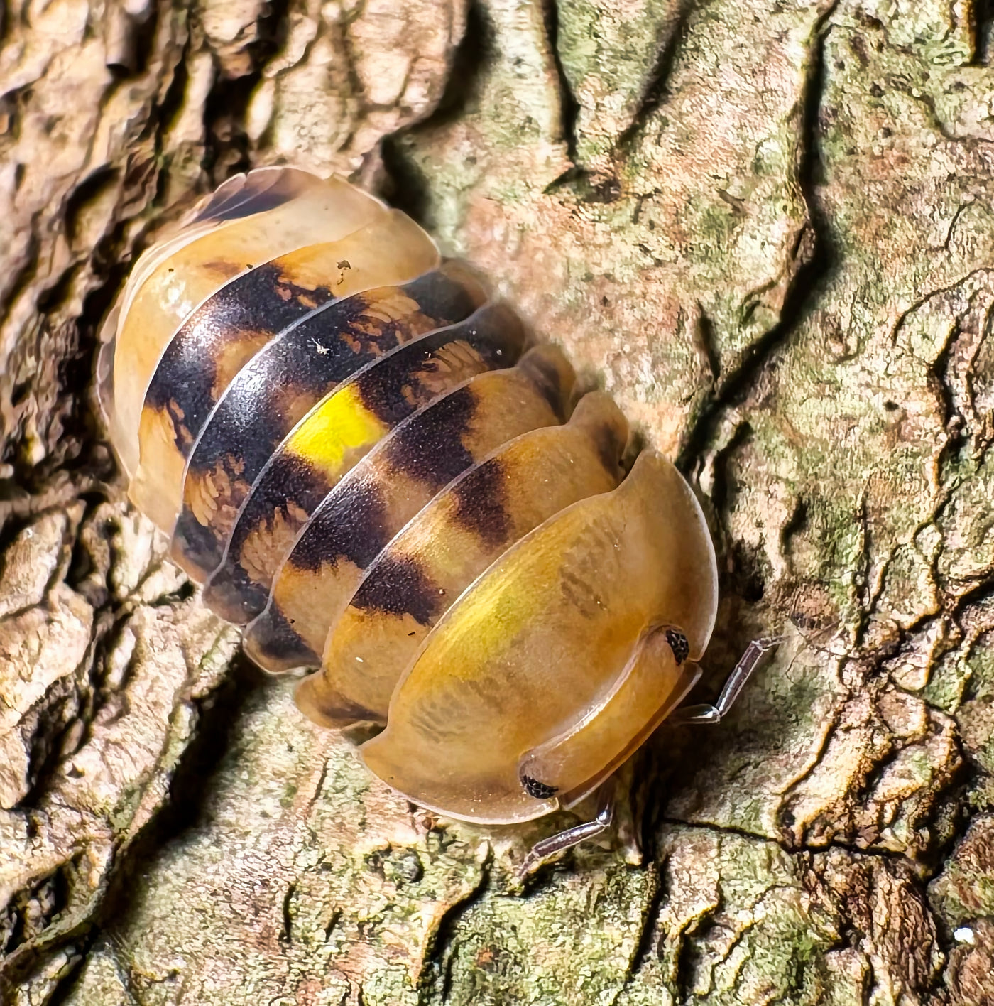 Cubaris sp "Amber Firefly GRN"