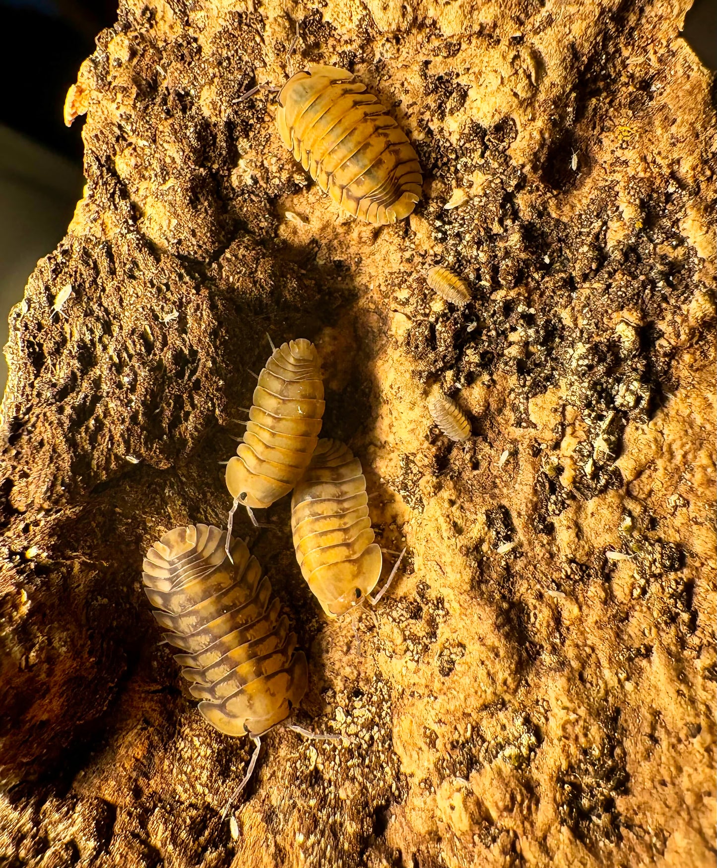 Cubaris sp "Yellow Tiger"