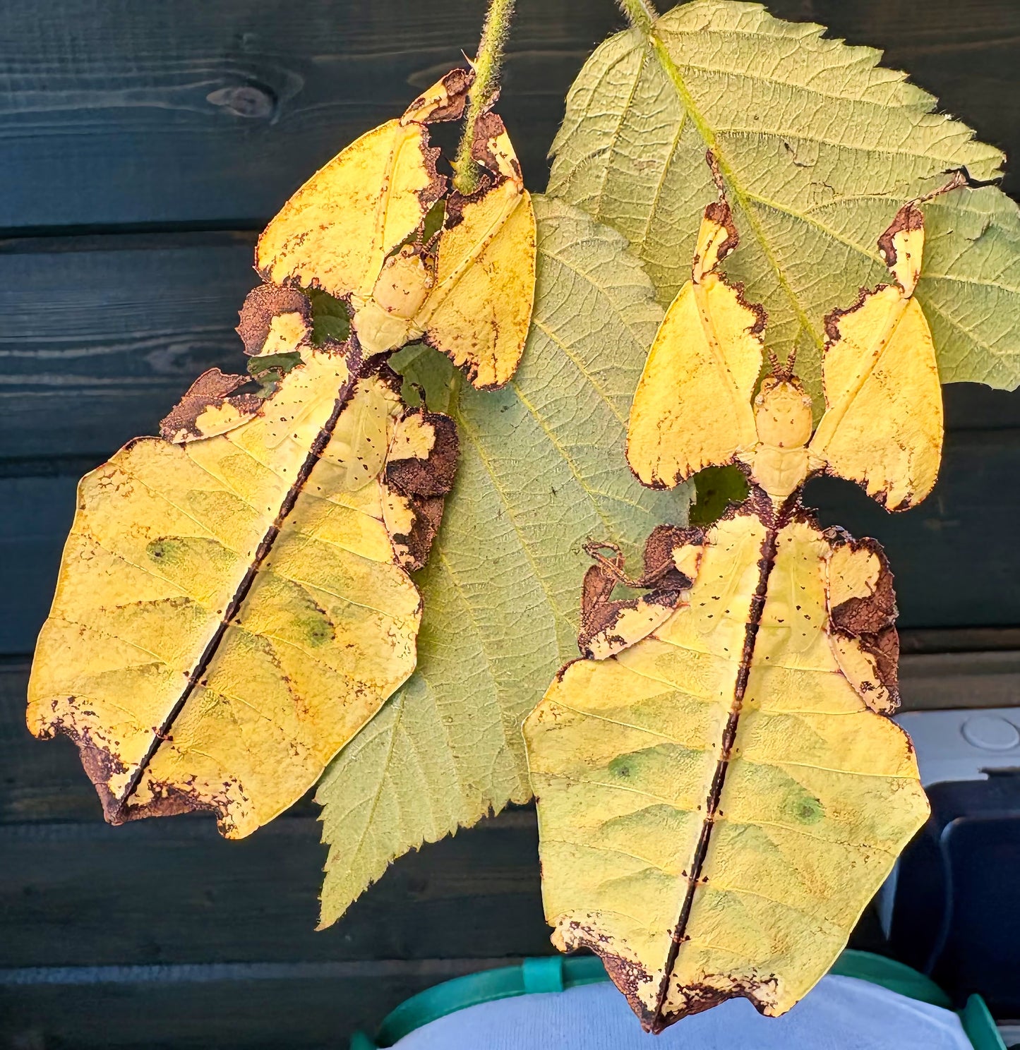 Pulchriphyllium giganteum "Tapah Hills" Nymphs
