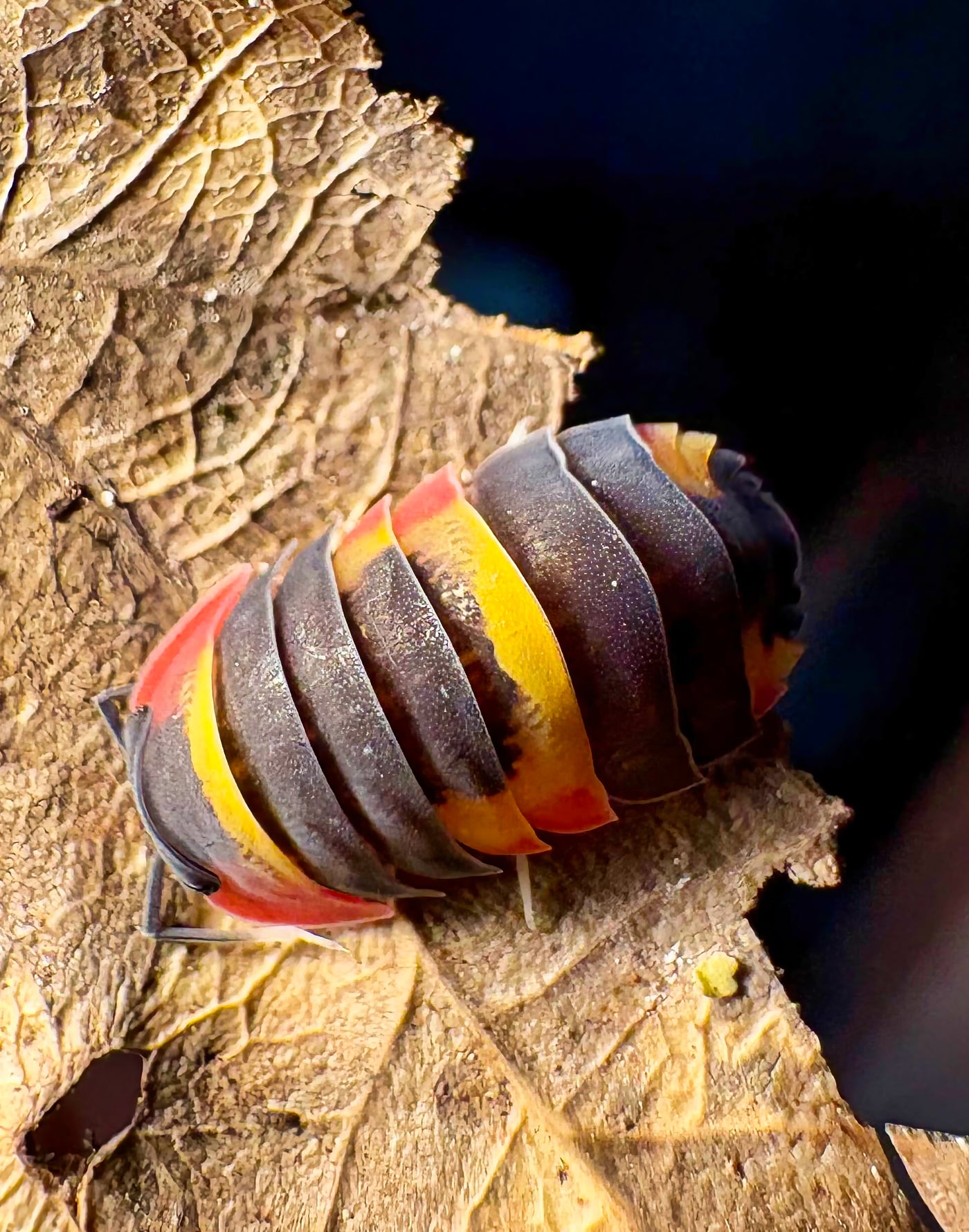 Ardentiella sp "Tricolor"
