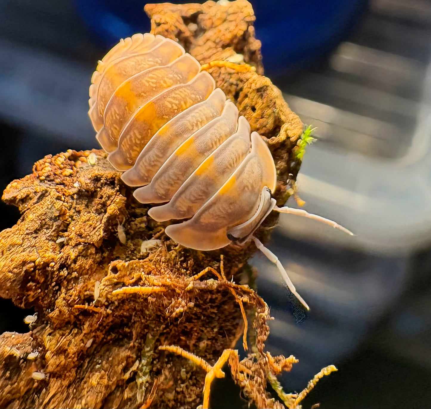 Cubaris sp "Phipun Tiger"