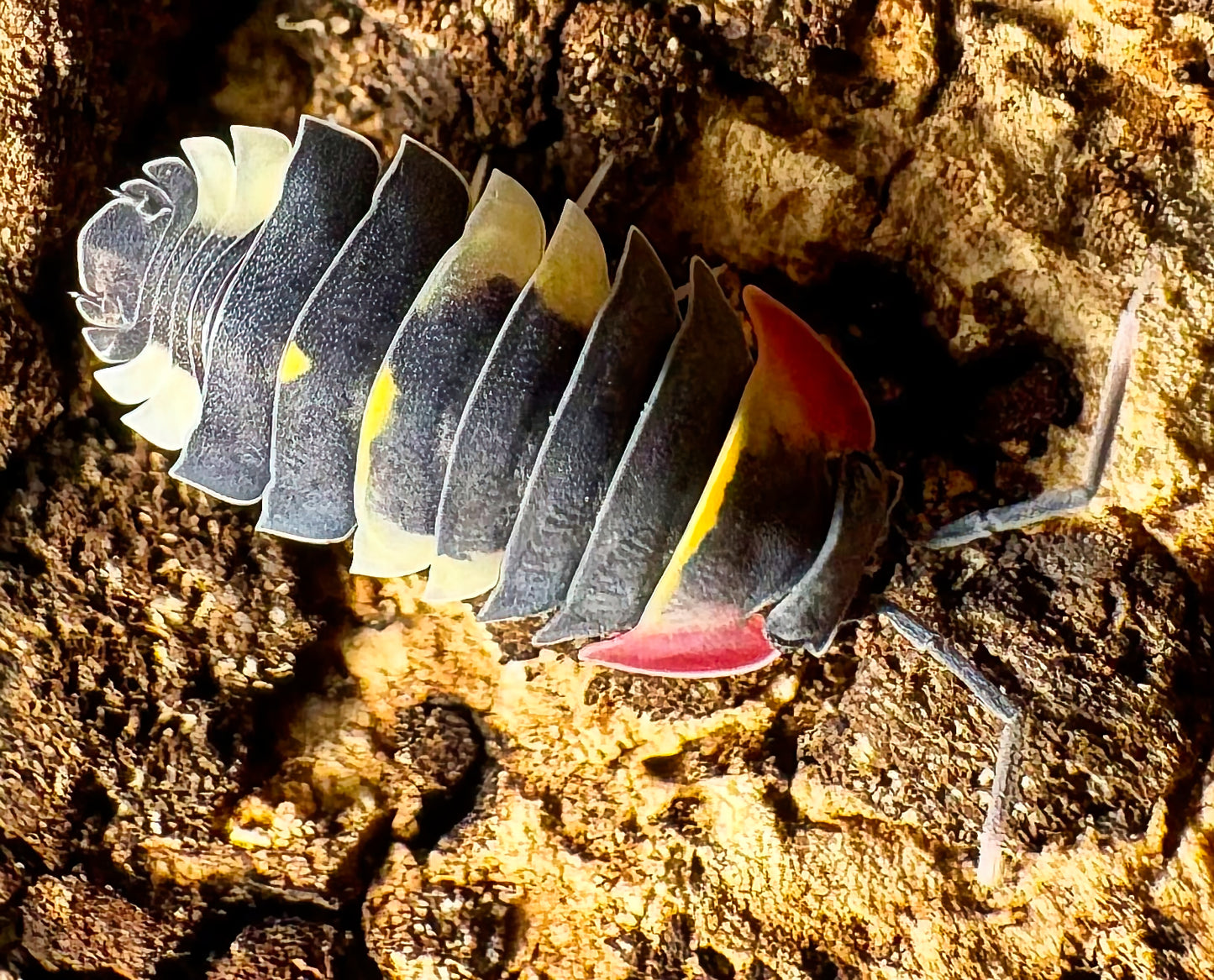 Ardentiella sp "Quadcolor"