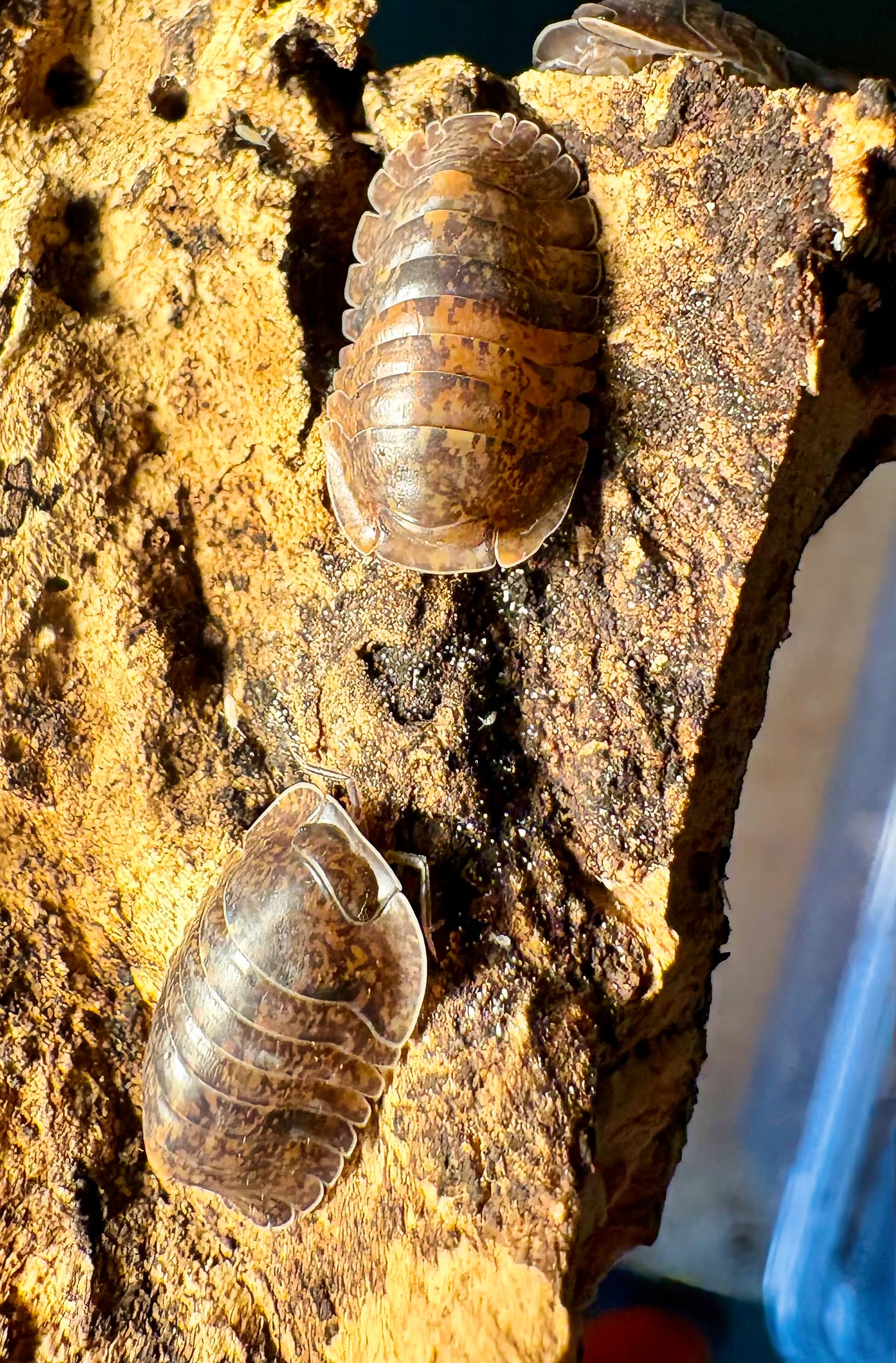 Filipinodillo sp "Giant Banahao"