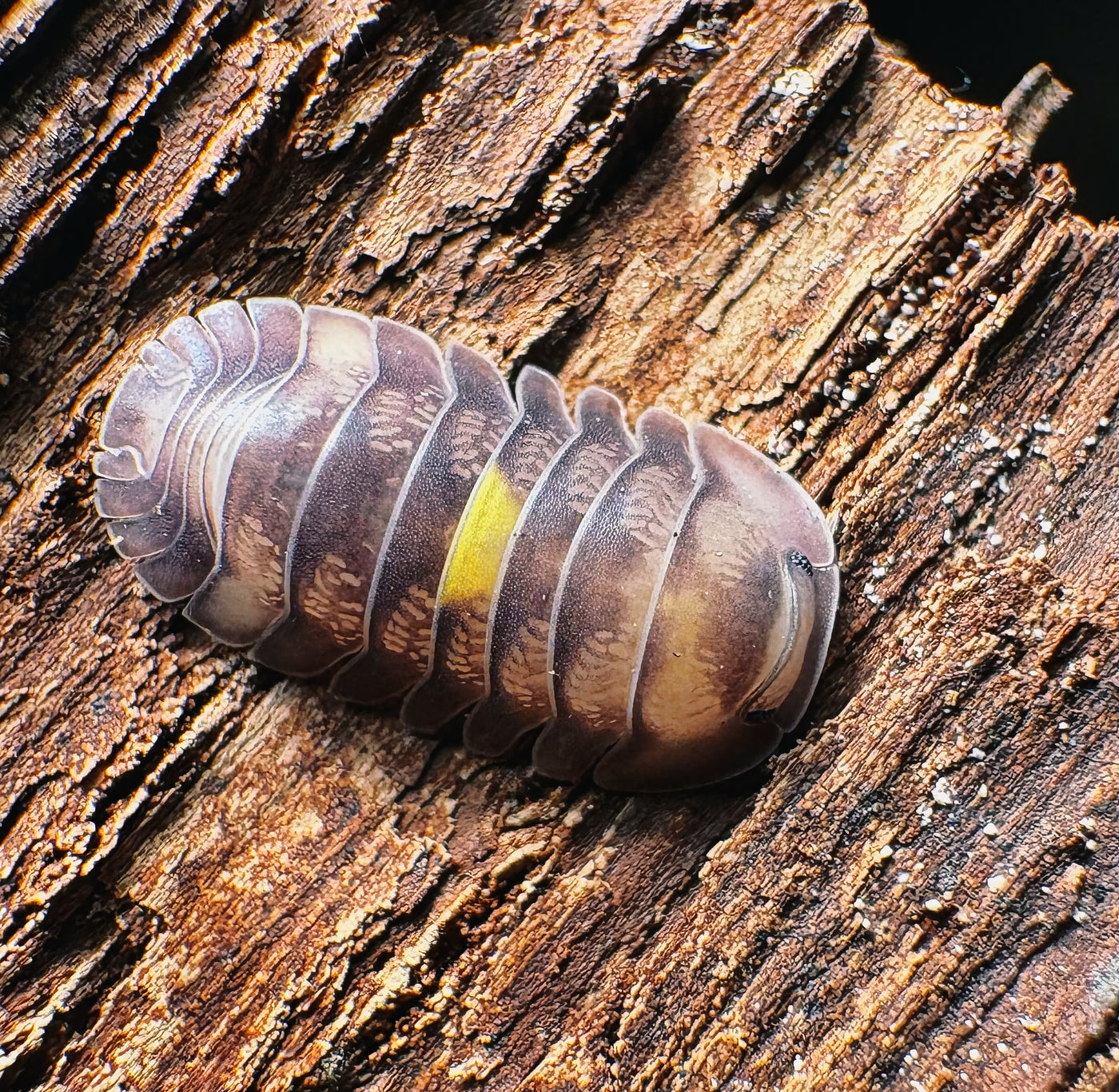 Cubaris sp "Amber Firefly DCF"
