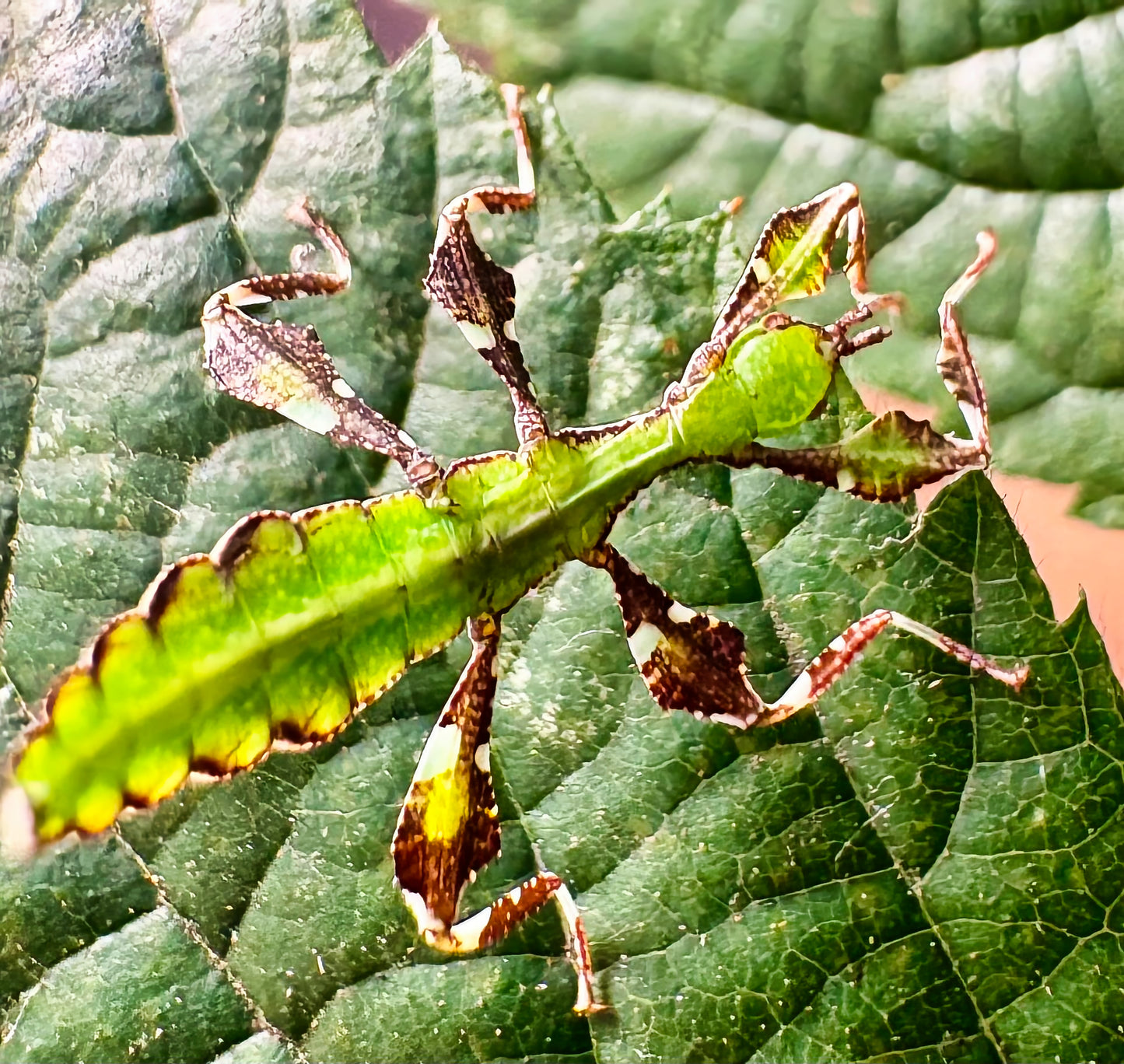 Cryptophyllium limogesi "Thac Krong Kmar" Nymphs