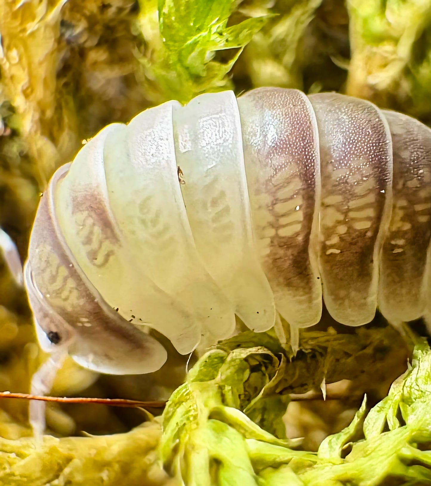 Cubaris sp "Panda King"