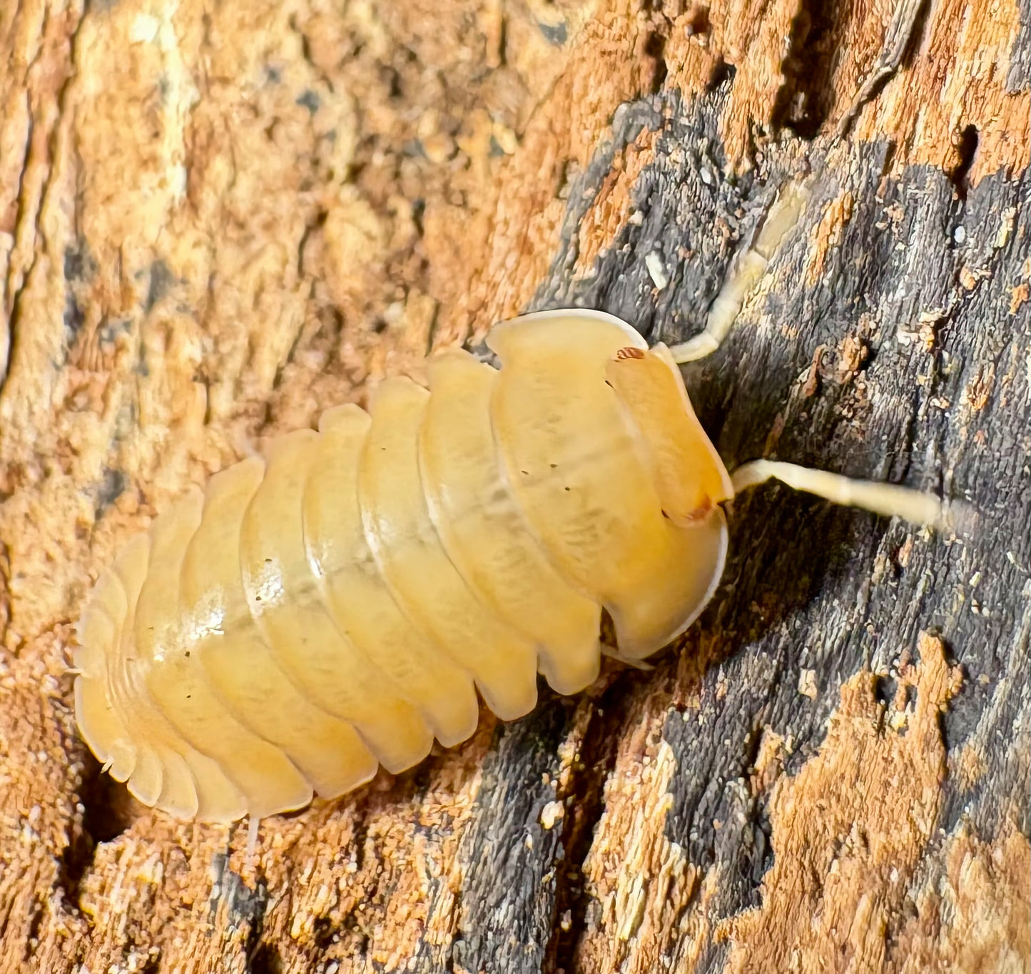 Cubaris sp "Red Edge Peach"