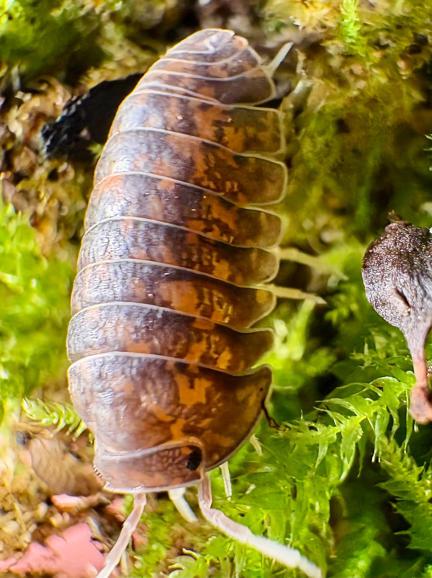 Filipinodillo sp "Nakar"