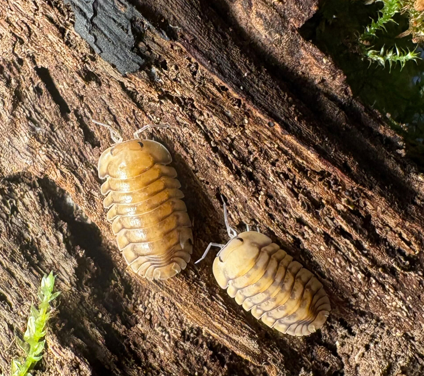 Cubaris sp "Yellow Tiger"