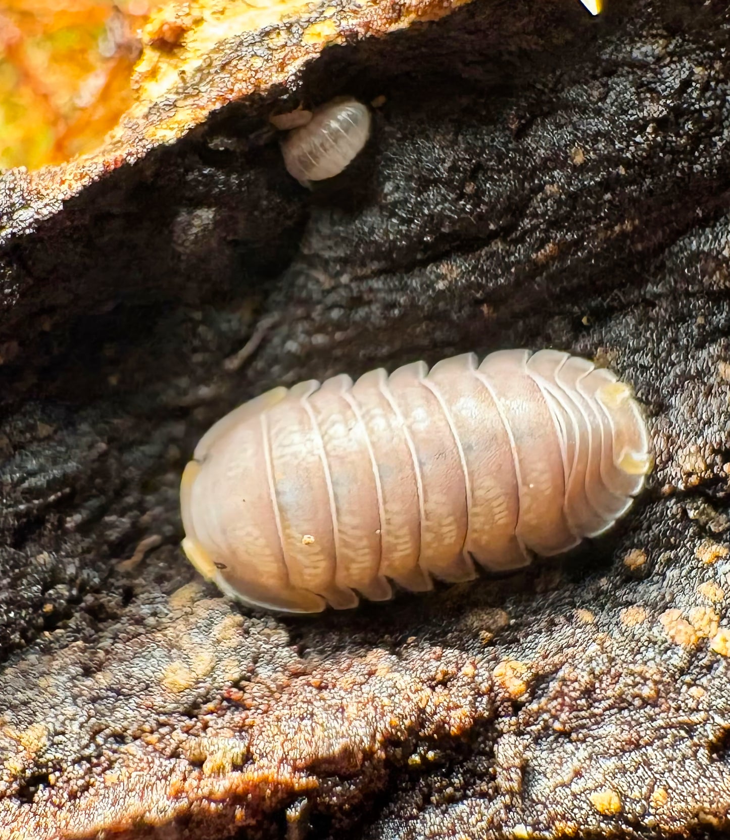 Cubaris sp "Piggy"