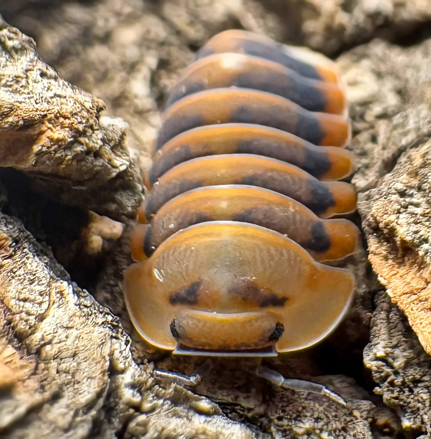 Cubaris sp "Angry Monk"