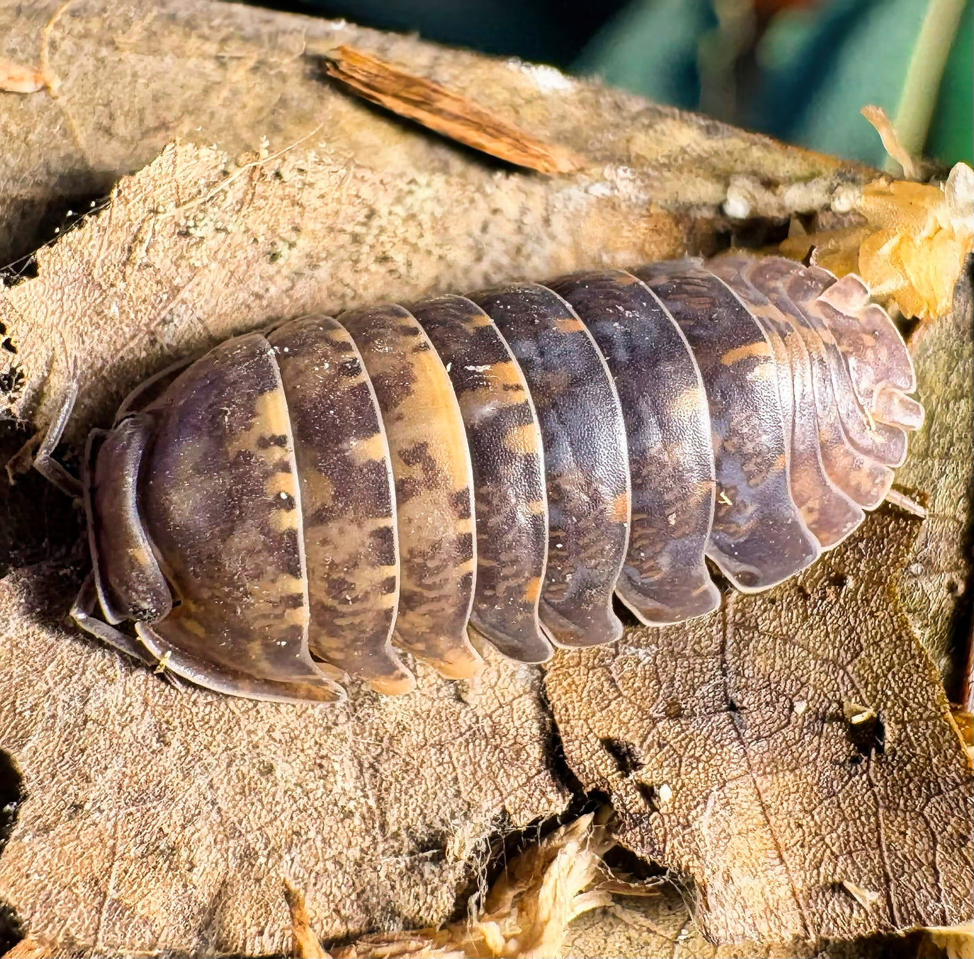 Filipinodillo sp "Cordova"