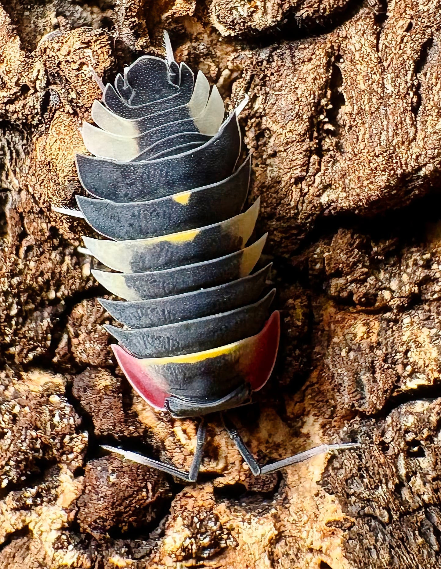 Ardentiella sp "Quadcolor"