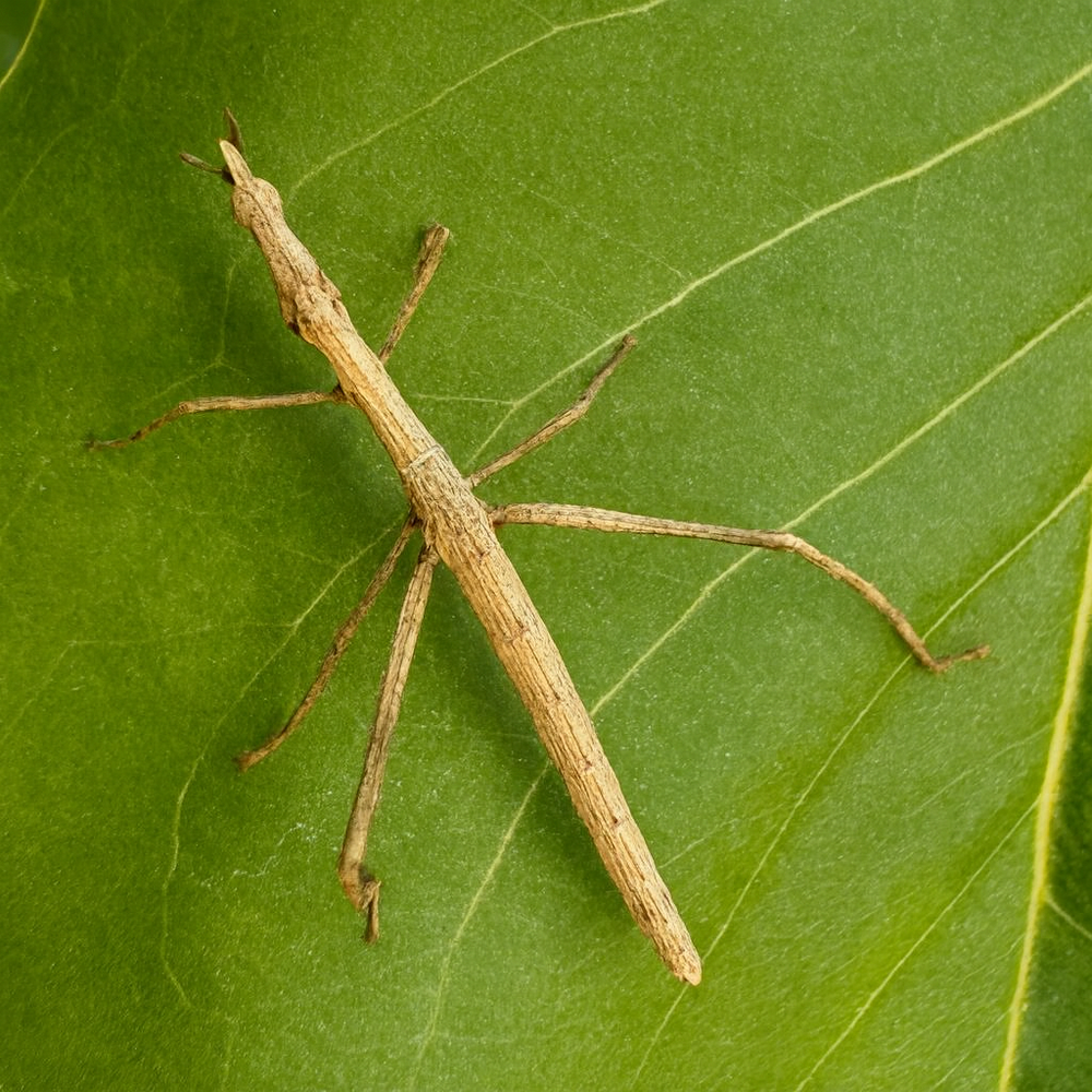 Horsehead Grasshopper Nymphs