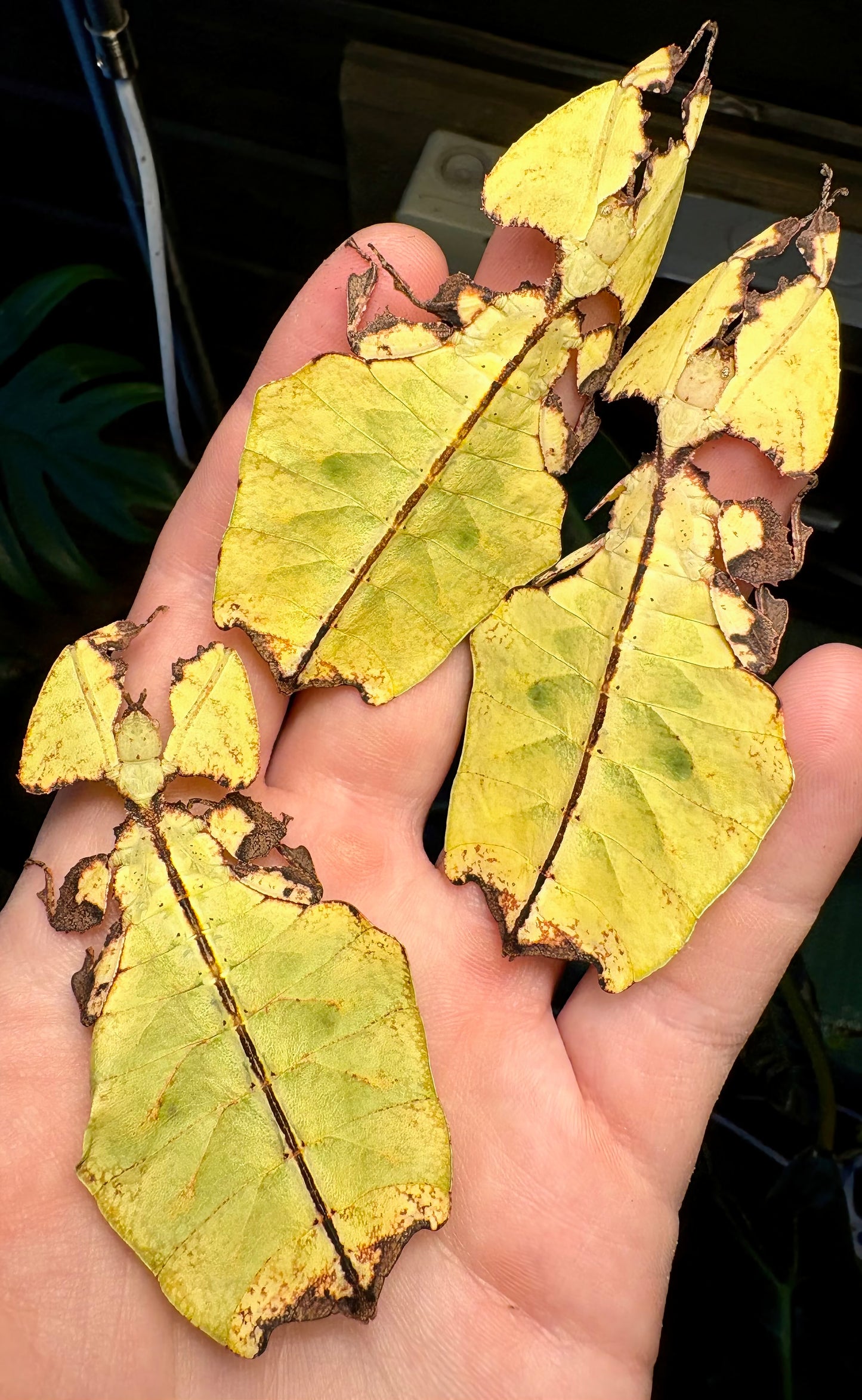 Pulchriphyllium giganteum "Tapah Hills" Nymphs