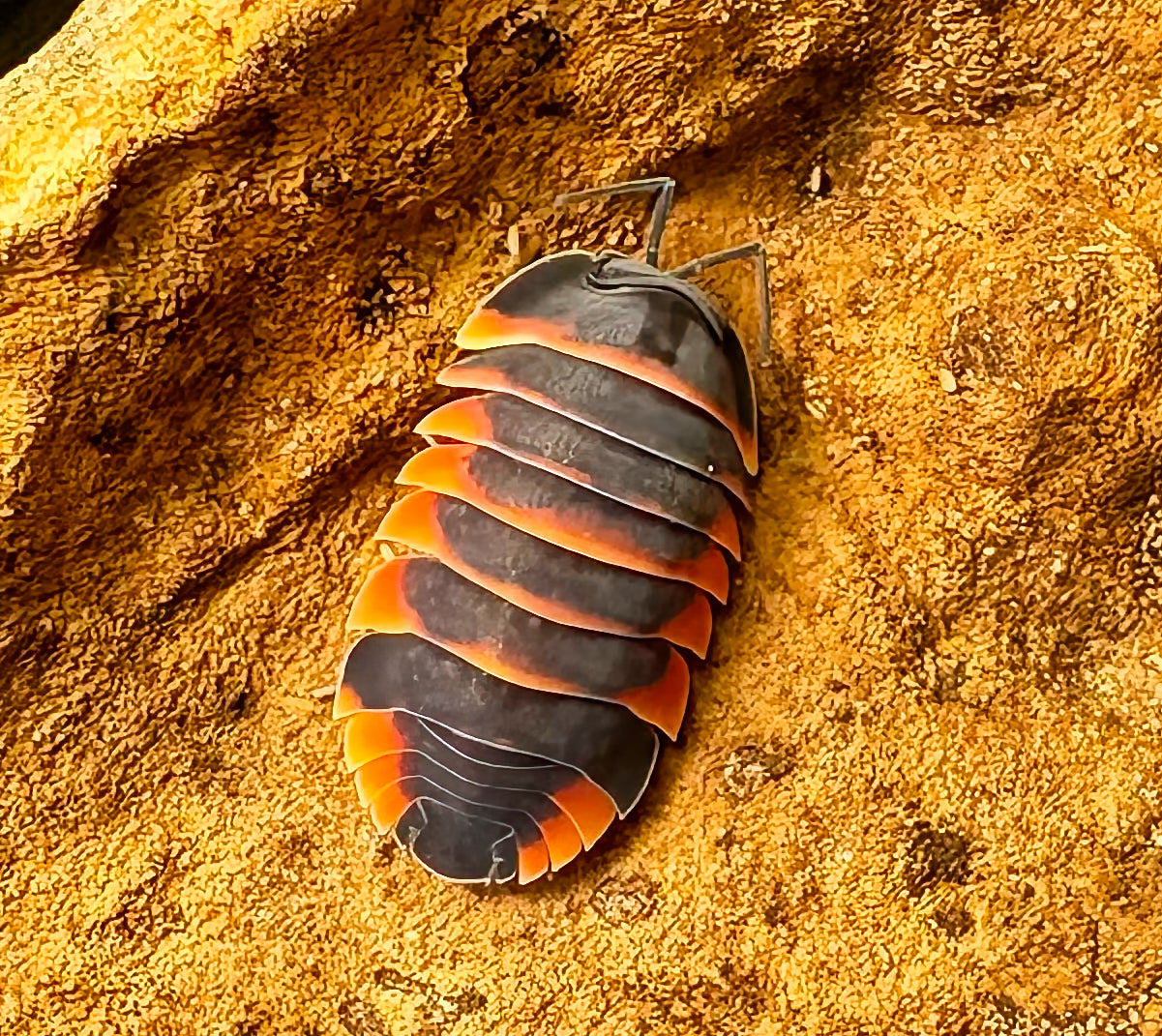 Ardentiella sp "Ember Bee"