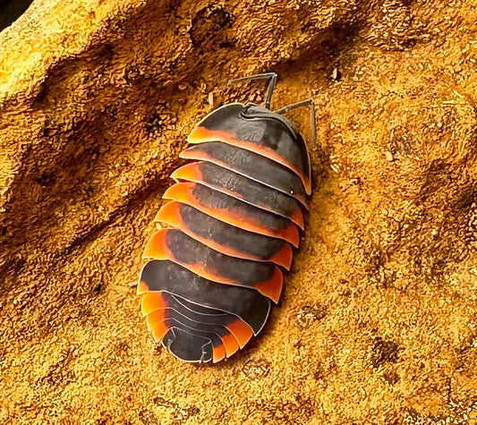 Ardentiella sp "Ember Bee"