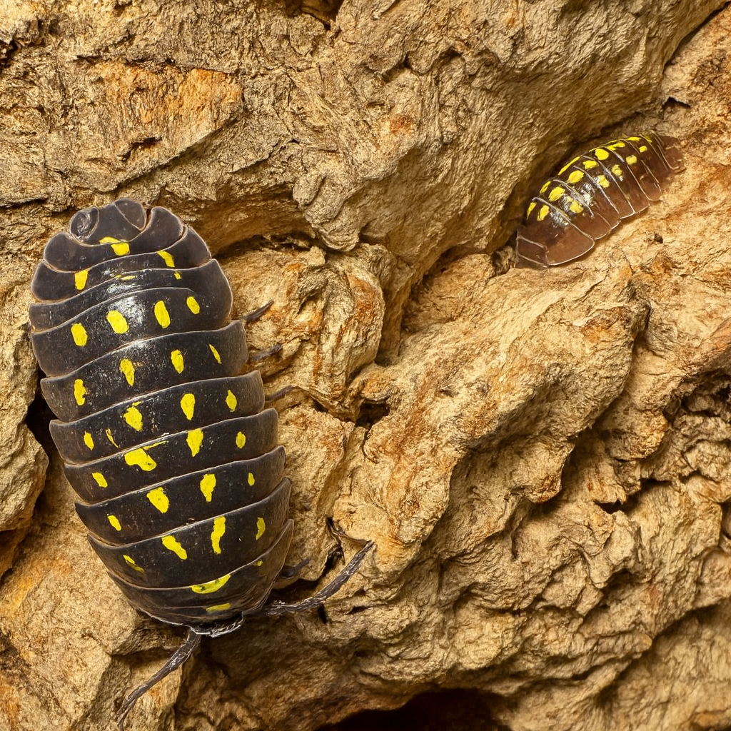 Armadillidium Gestroi (Yellow Spotted Isopod)