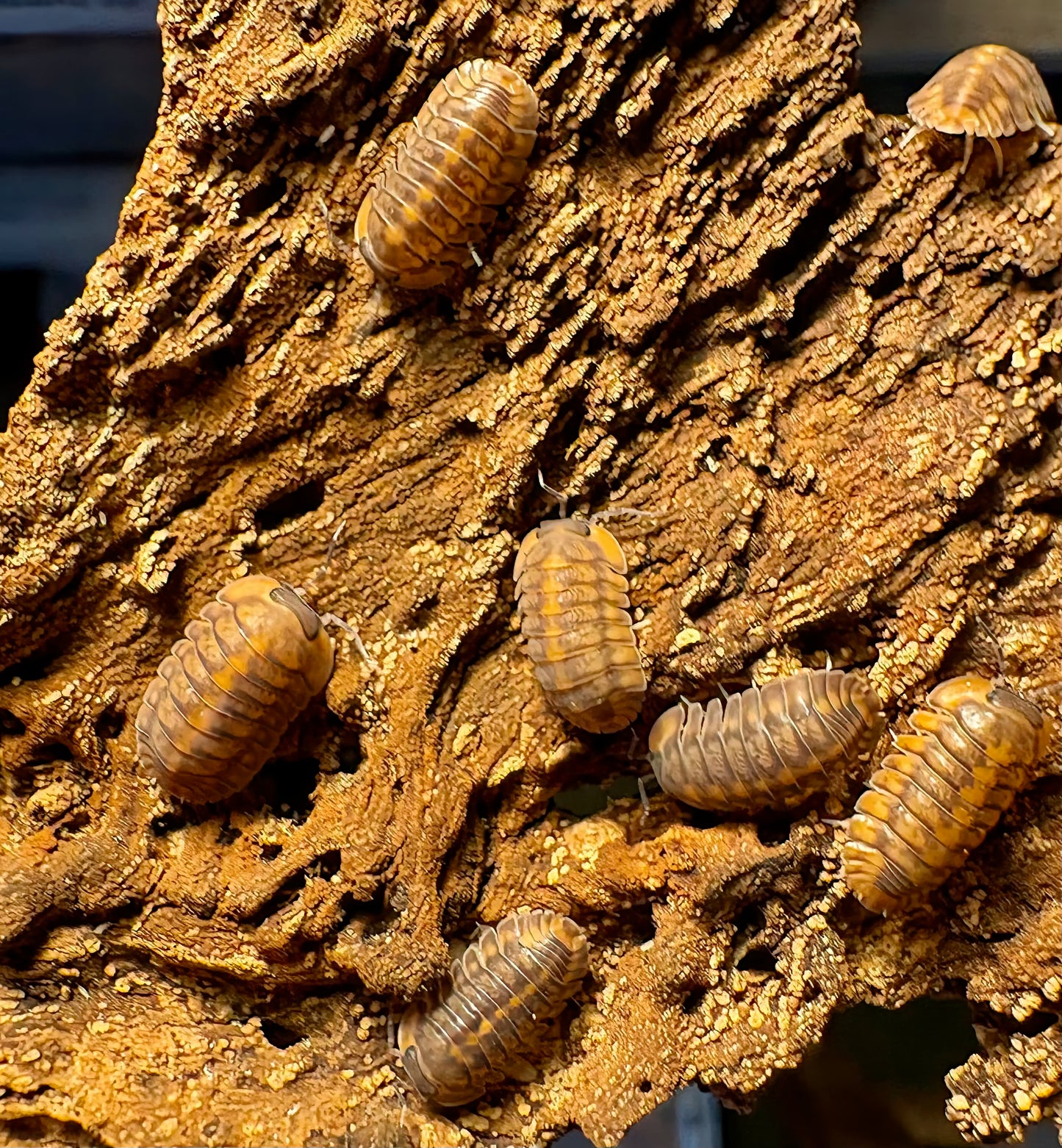 Cubaris sp "Phipun Tiger"
