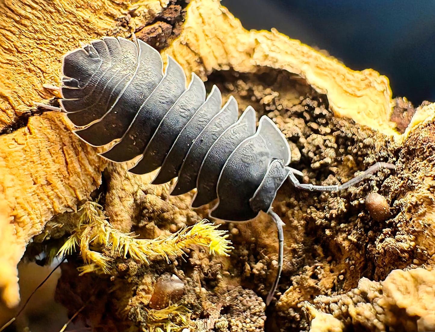 Ardentiella sp "Black Hole"