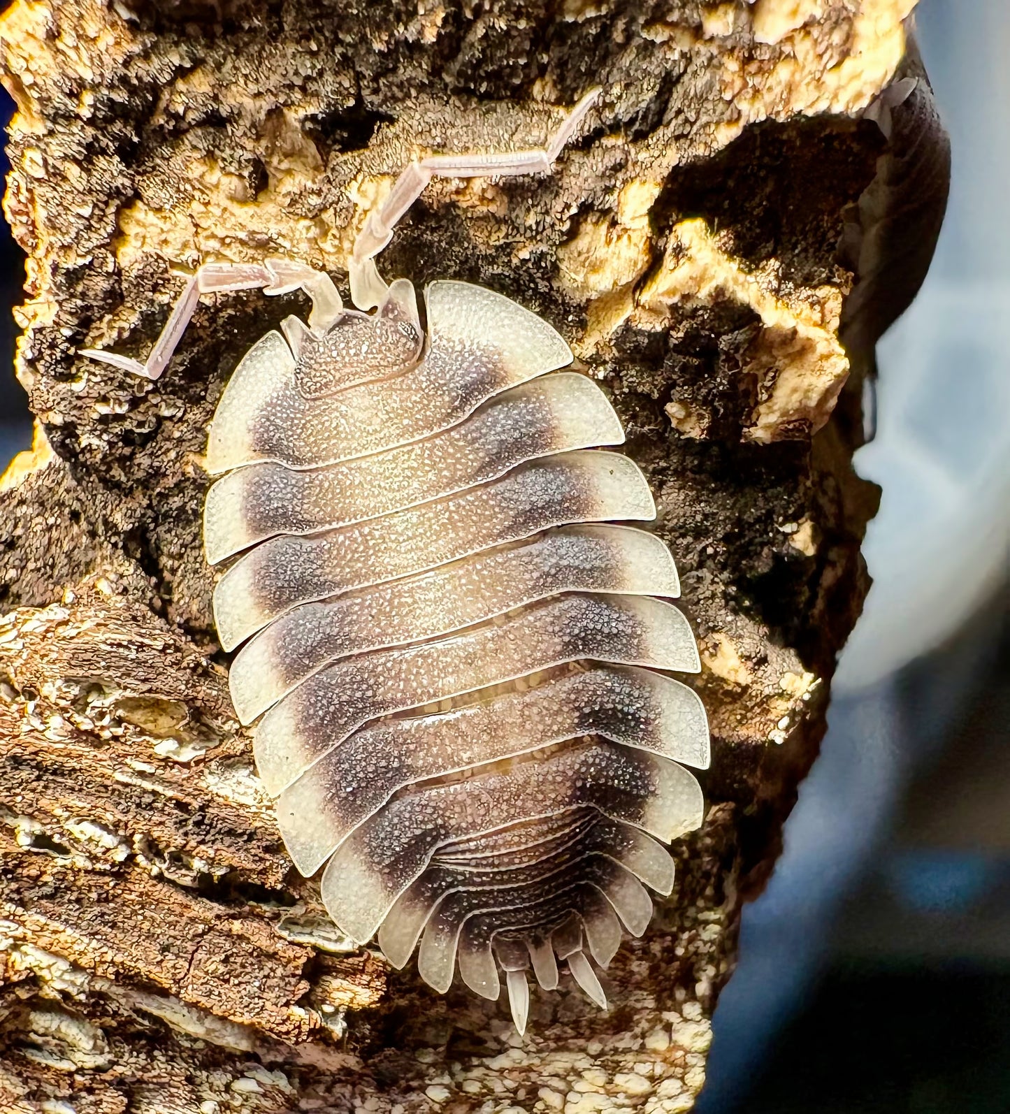 Porcellio werneri