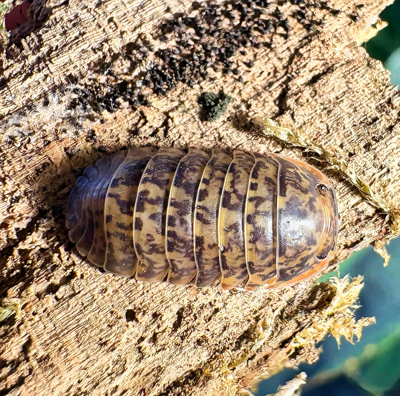 Filipinodillo sp "Camsur"